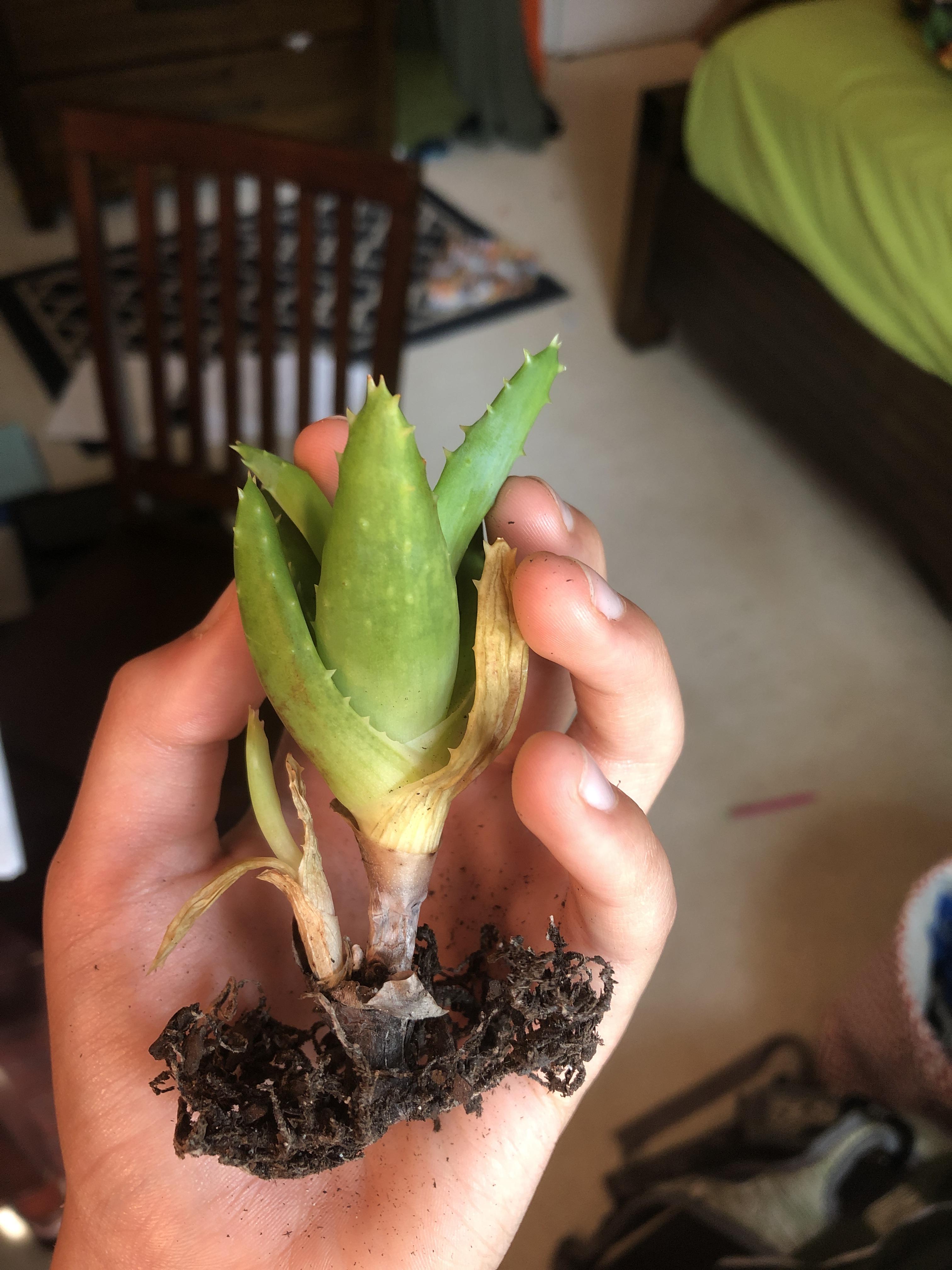 Help! My Aloe Vera is showing signs of overwatering. What do I do? Is