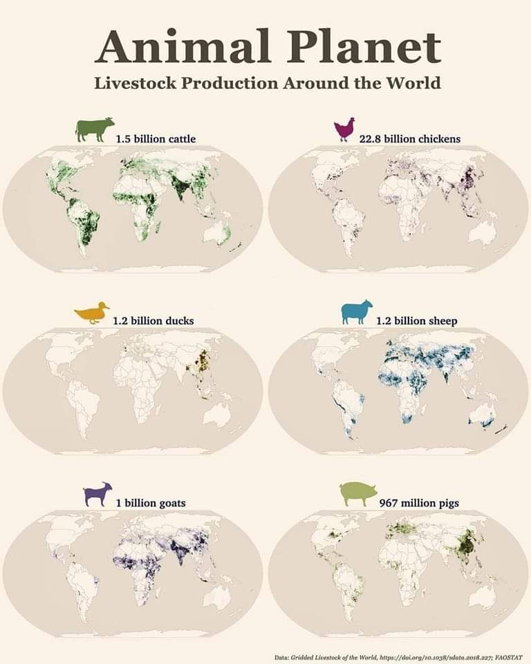 Livestock production around the world r/amstobared