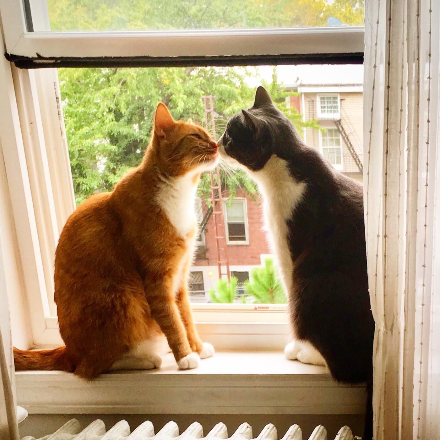 Googles "Can cats get married?" r/aww