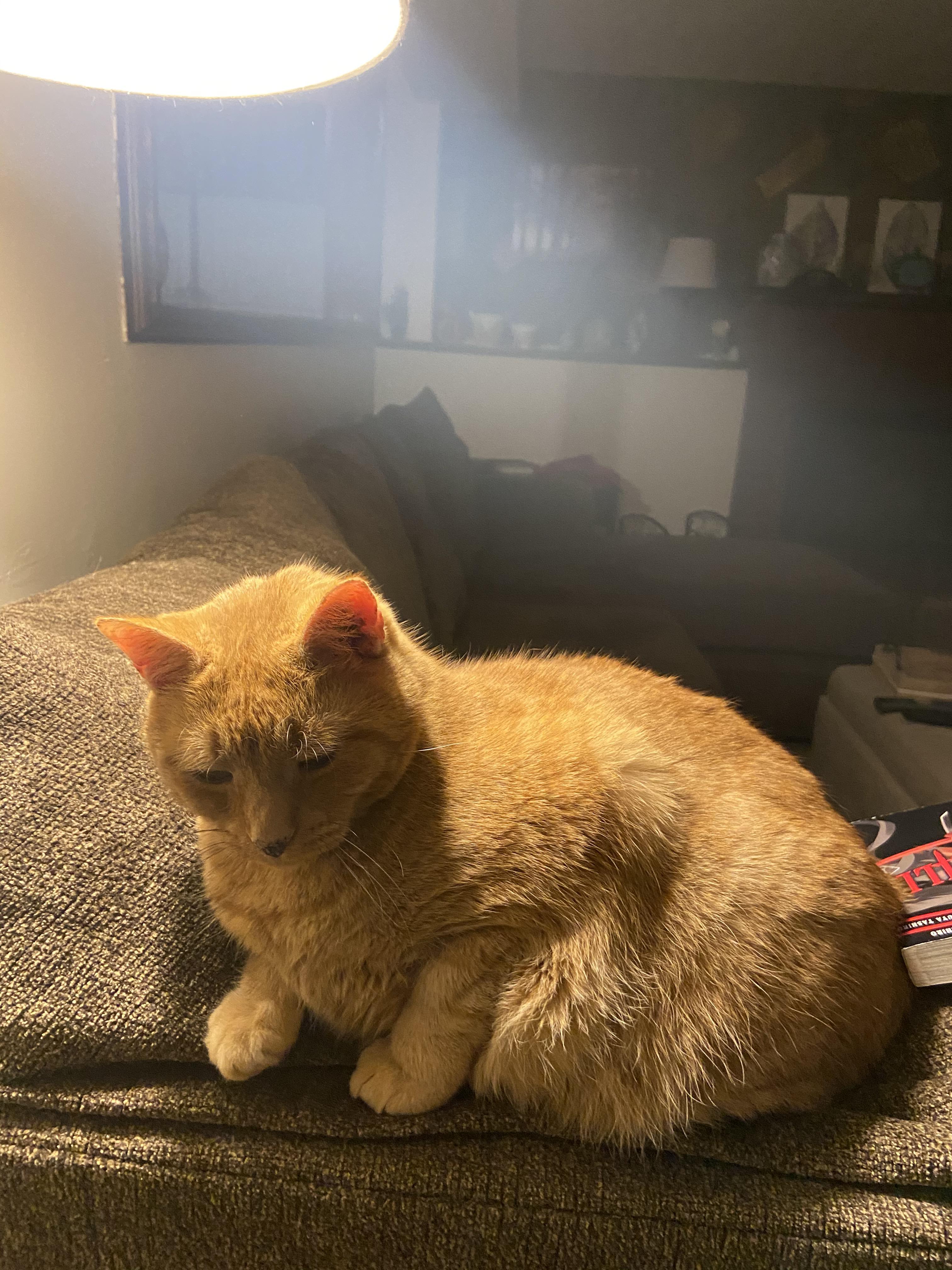 my cat has a soul r/mildlyinteresting