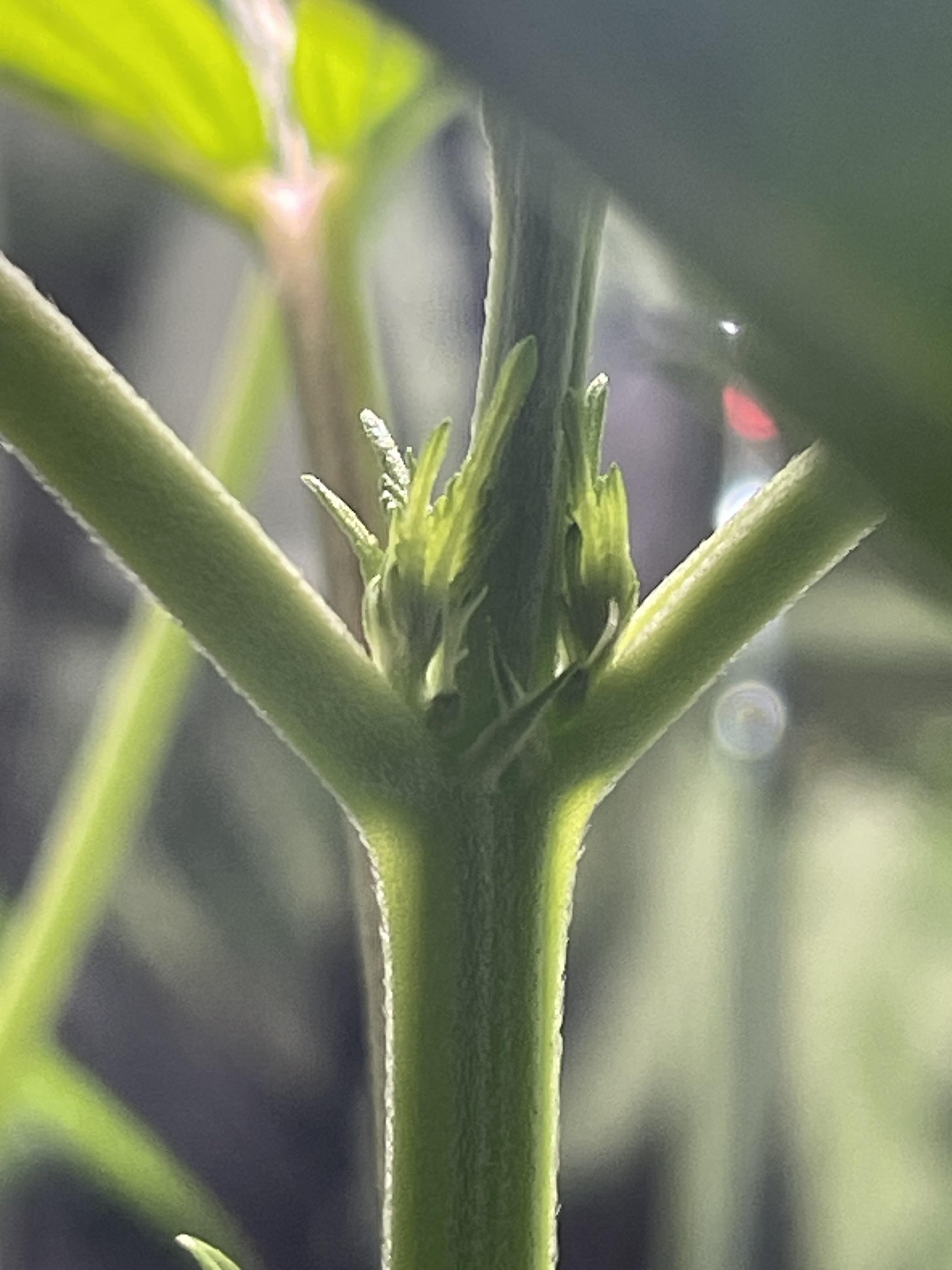 Preflowers formed, can I expect the plant stretch to start slowing