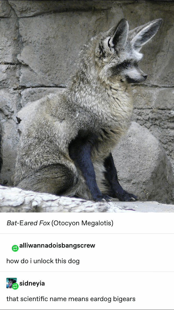 16 best u/darth_rockonor images on Pholder | Dogelore, Scottthewoz and