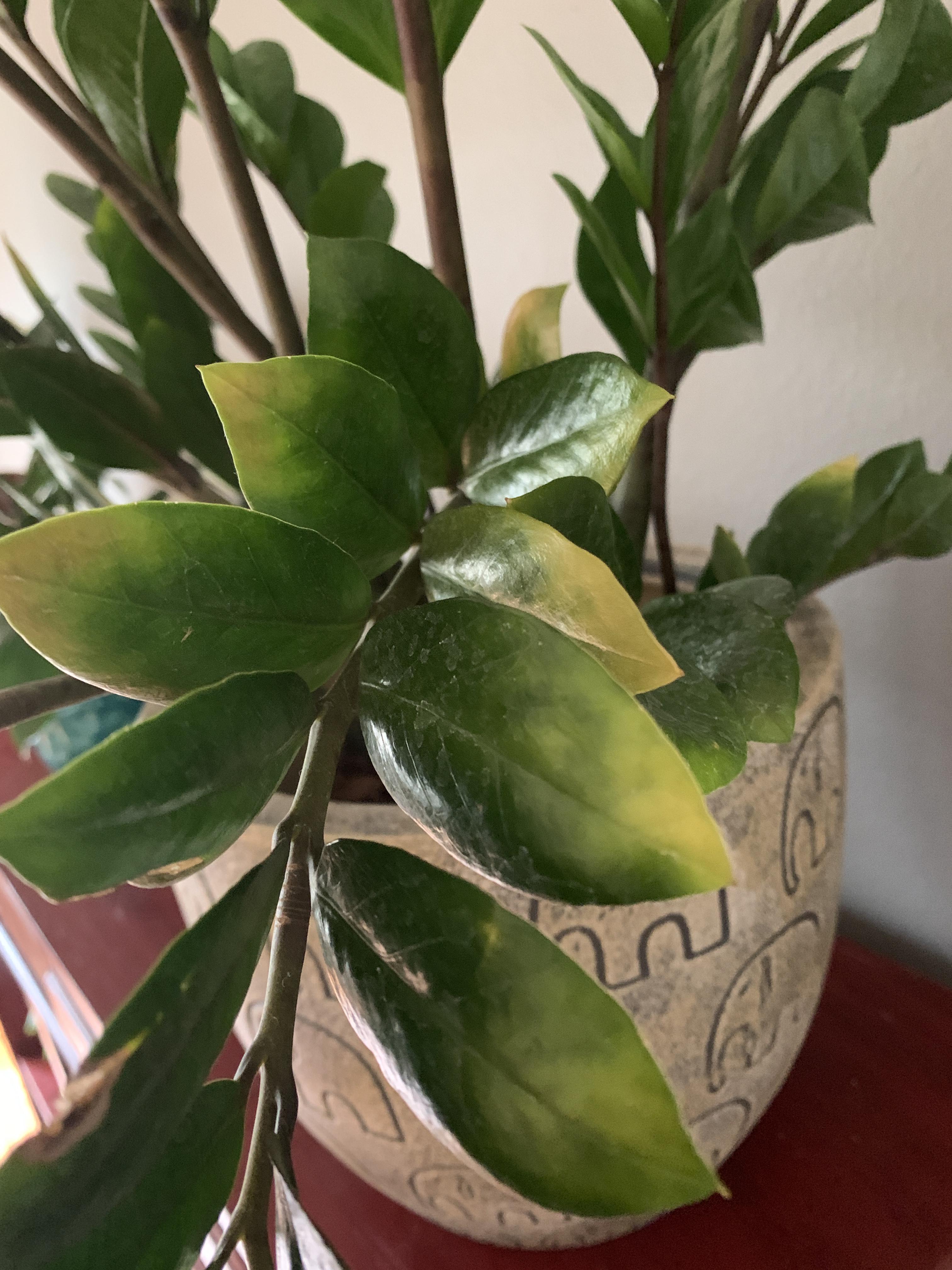 Yellowing ZZ Plant Leaves (more info in comments) r/plantclinic