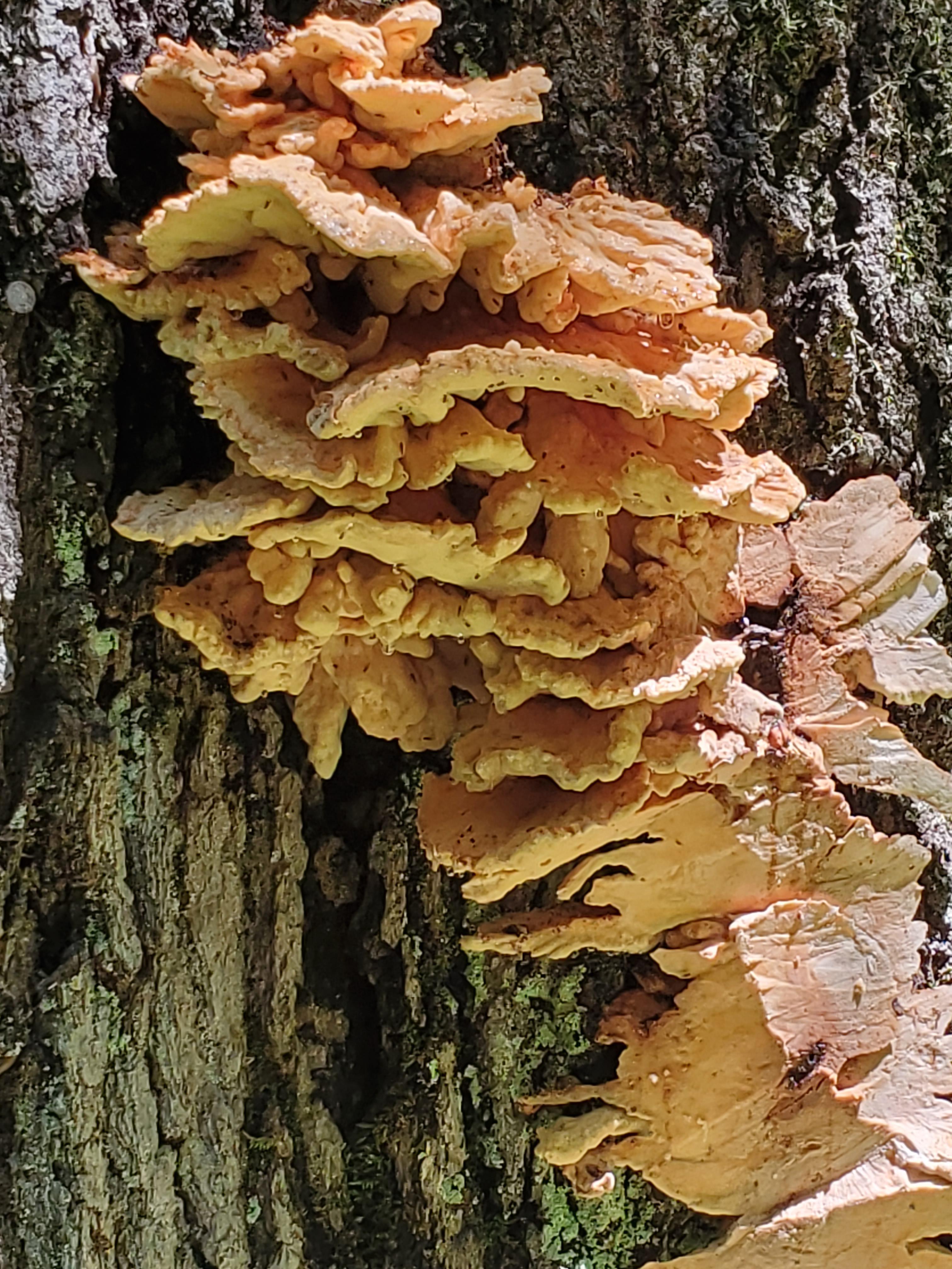 NJ Zone 6a Colonizing an Oak Tree 🌳 r/mushroomID