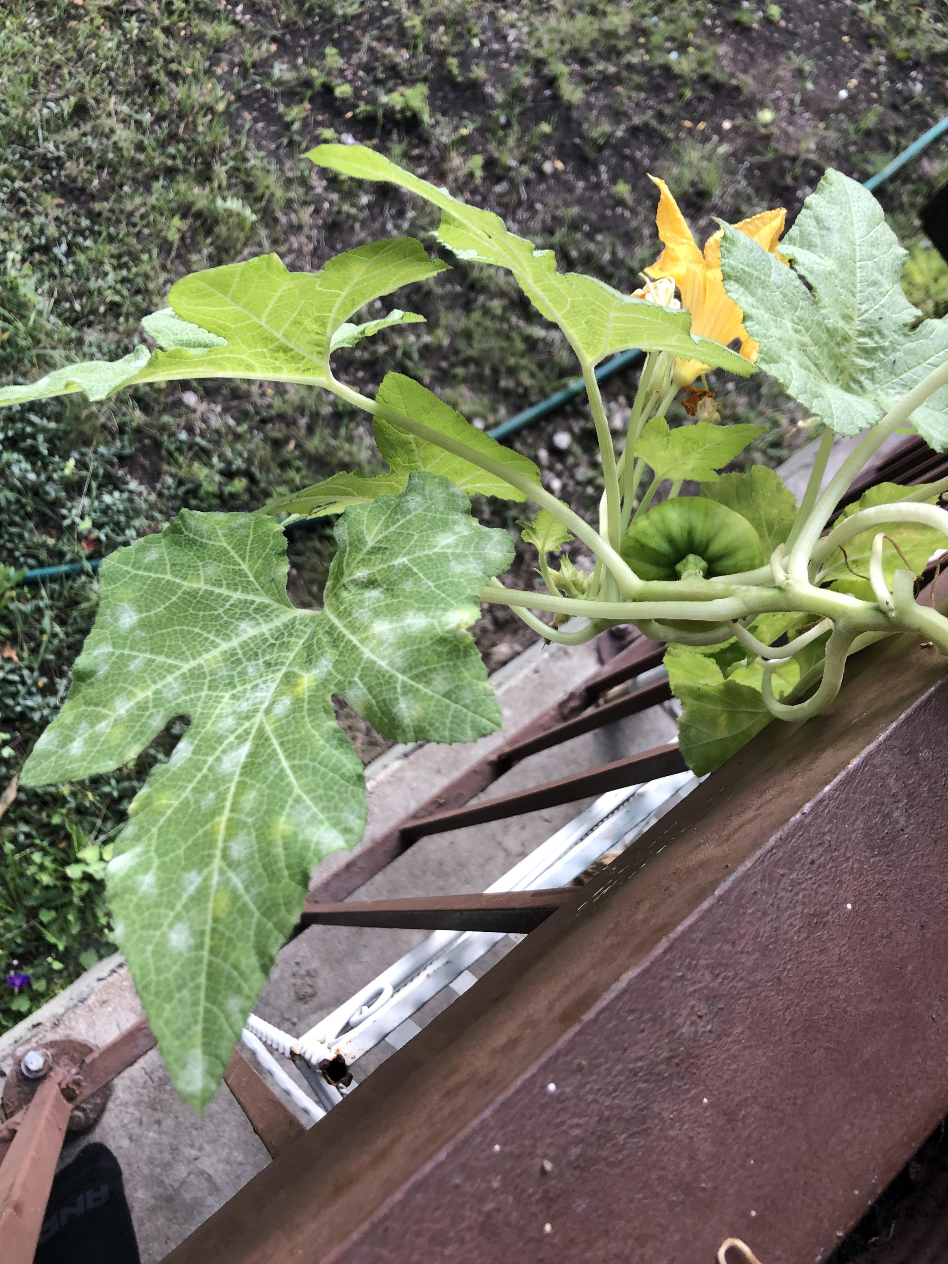 White spots on pumpkin plant. Mold? How do I treat it? r/gardening