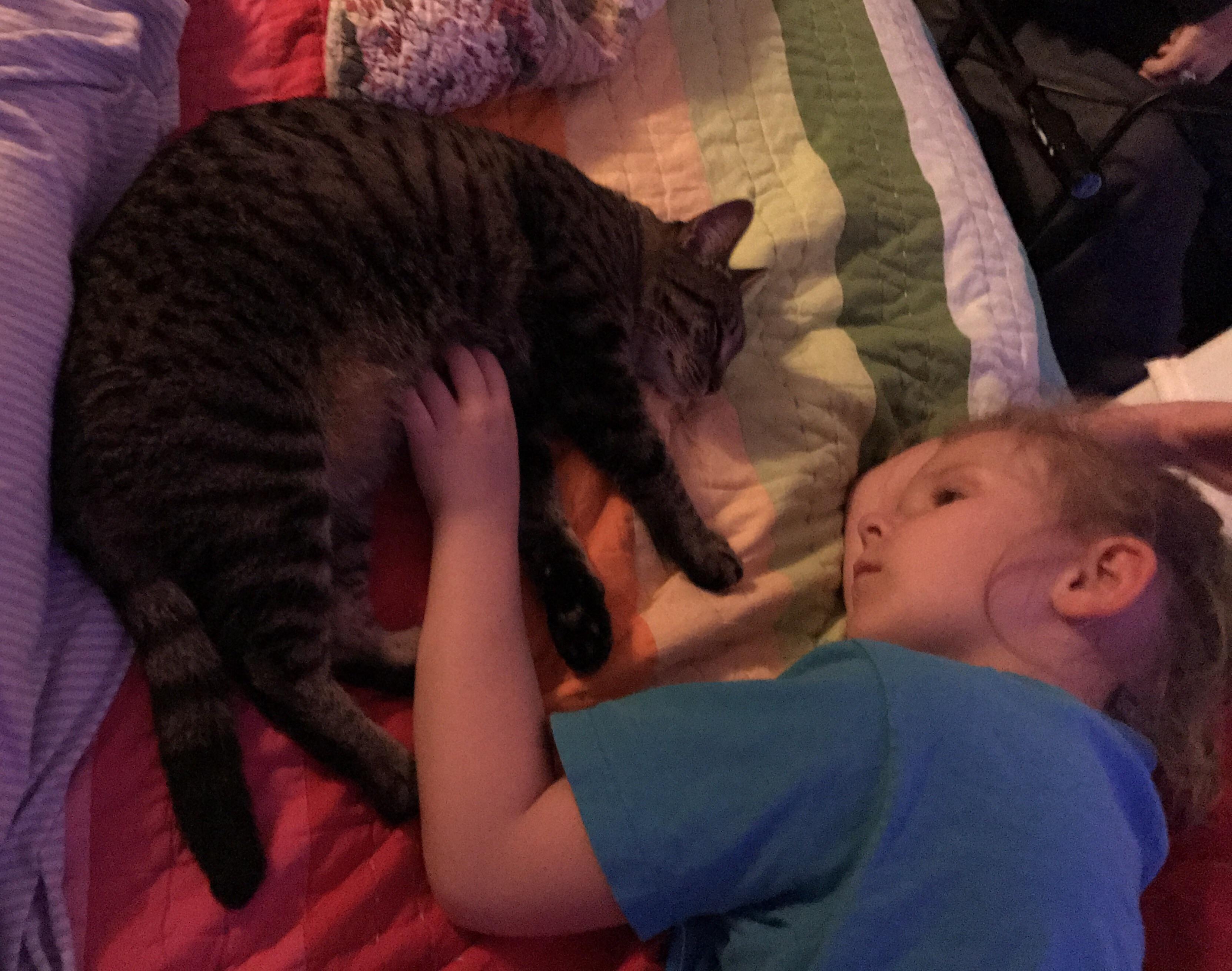 This is Willow, our foster fail of about a month. This cat is scared of