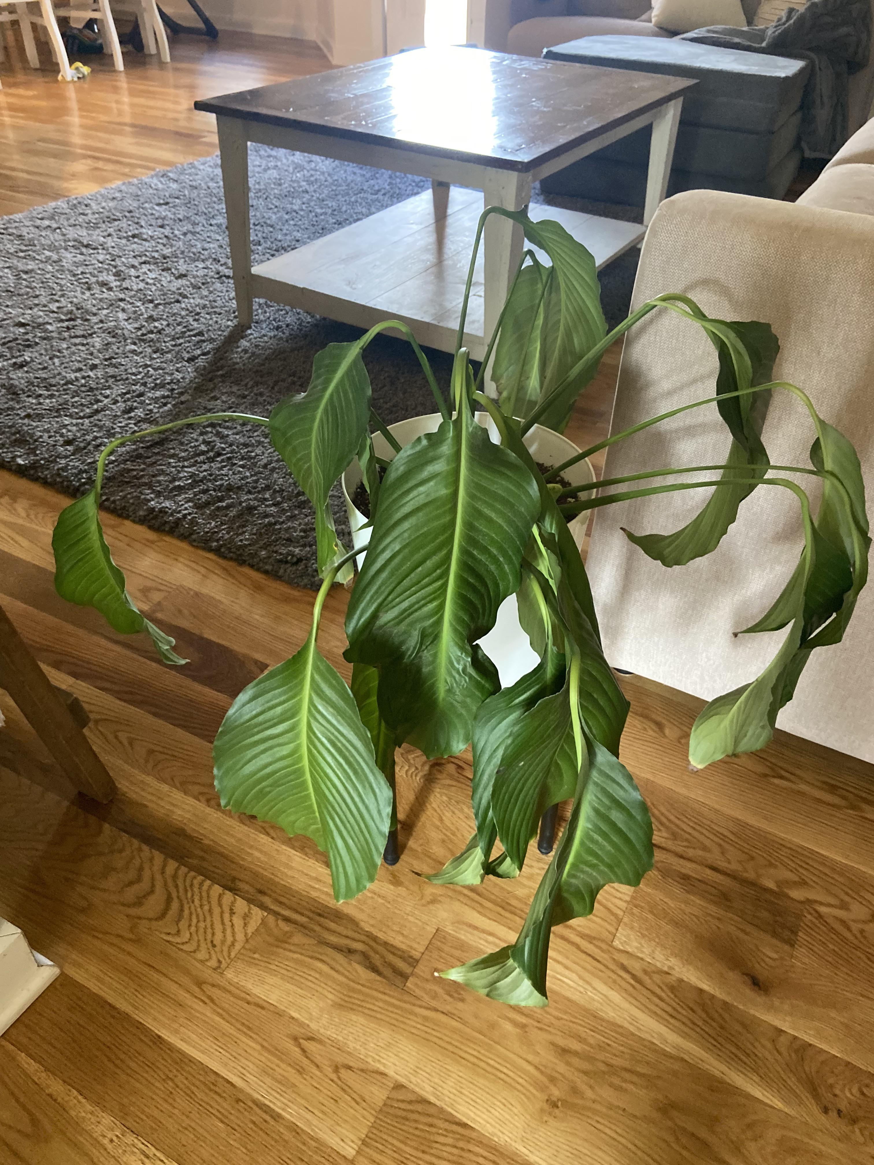 Recently all of the flowers fell off of this Peace Lilly (i think) and