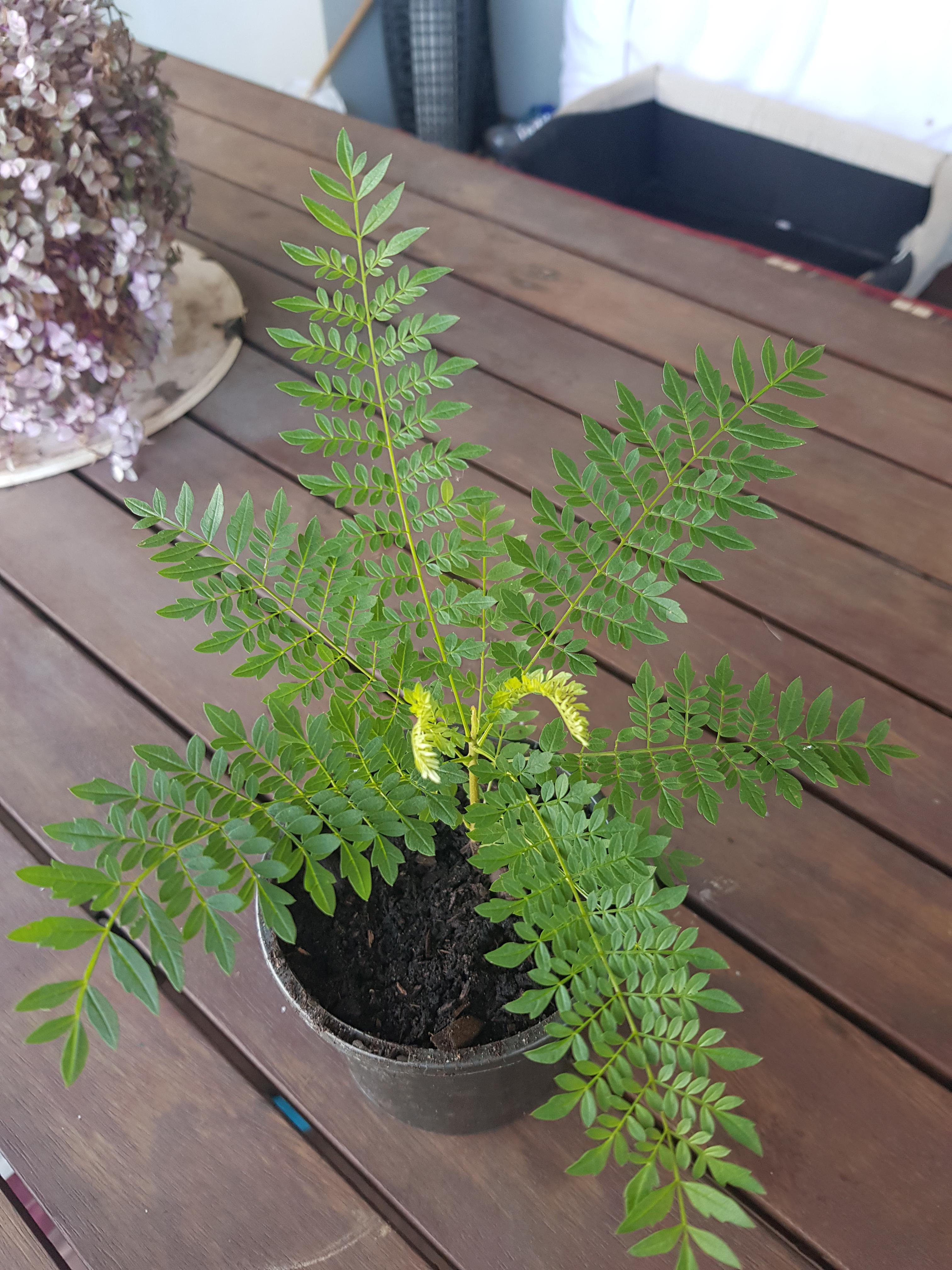 Any idea what plant this is? Found in Melbourne r/GardeningAustralia