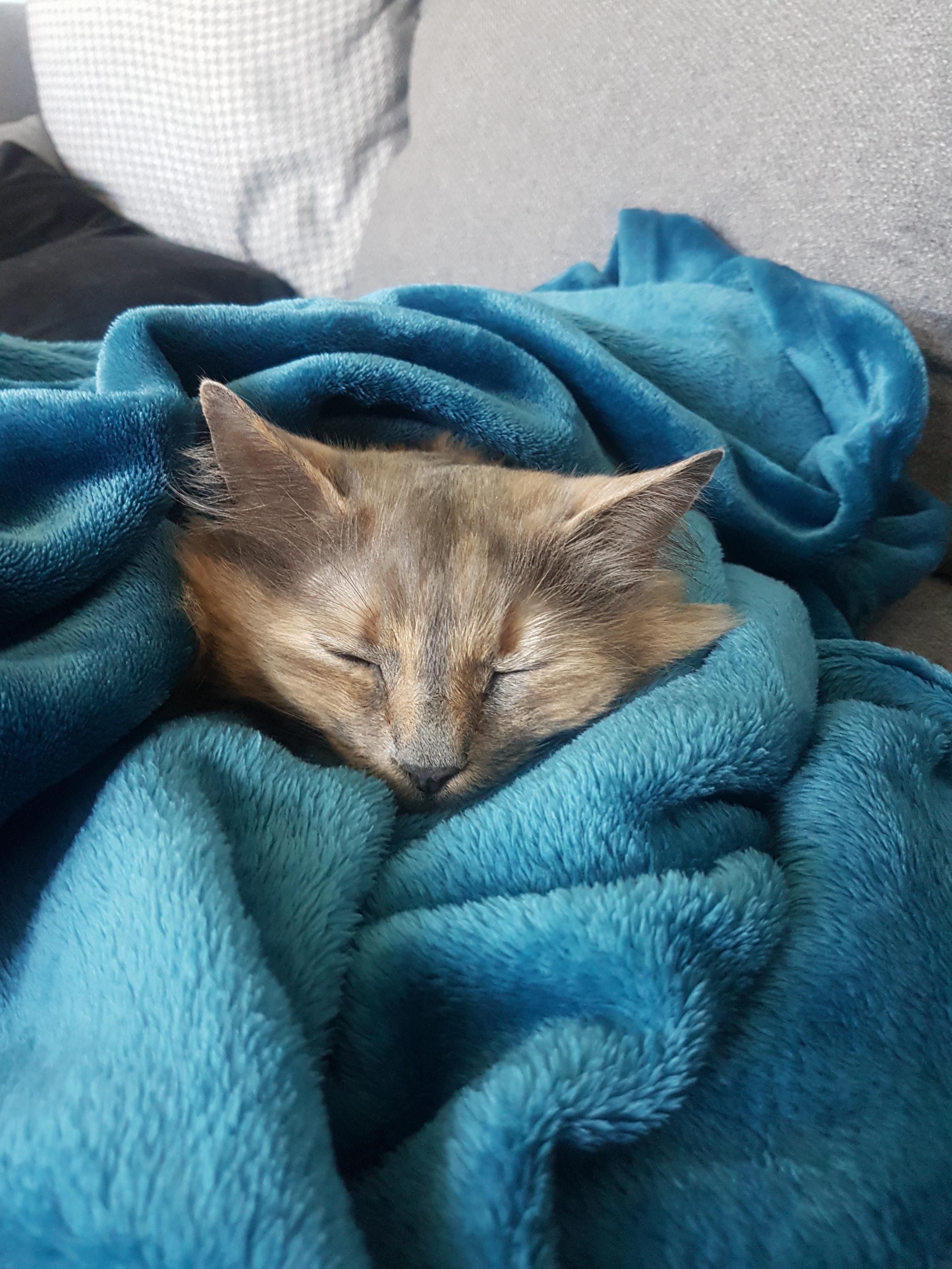 Its a chilly day.. r/torties