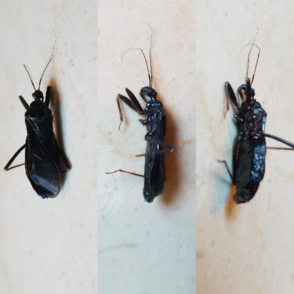 Bug in Portugal. Approx 1.5cm long, hard shell and sharp pointy thing
