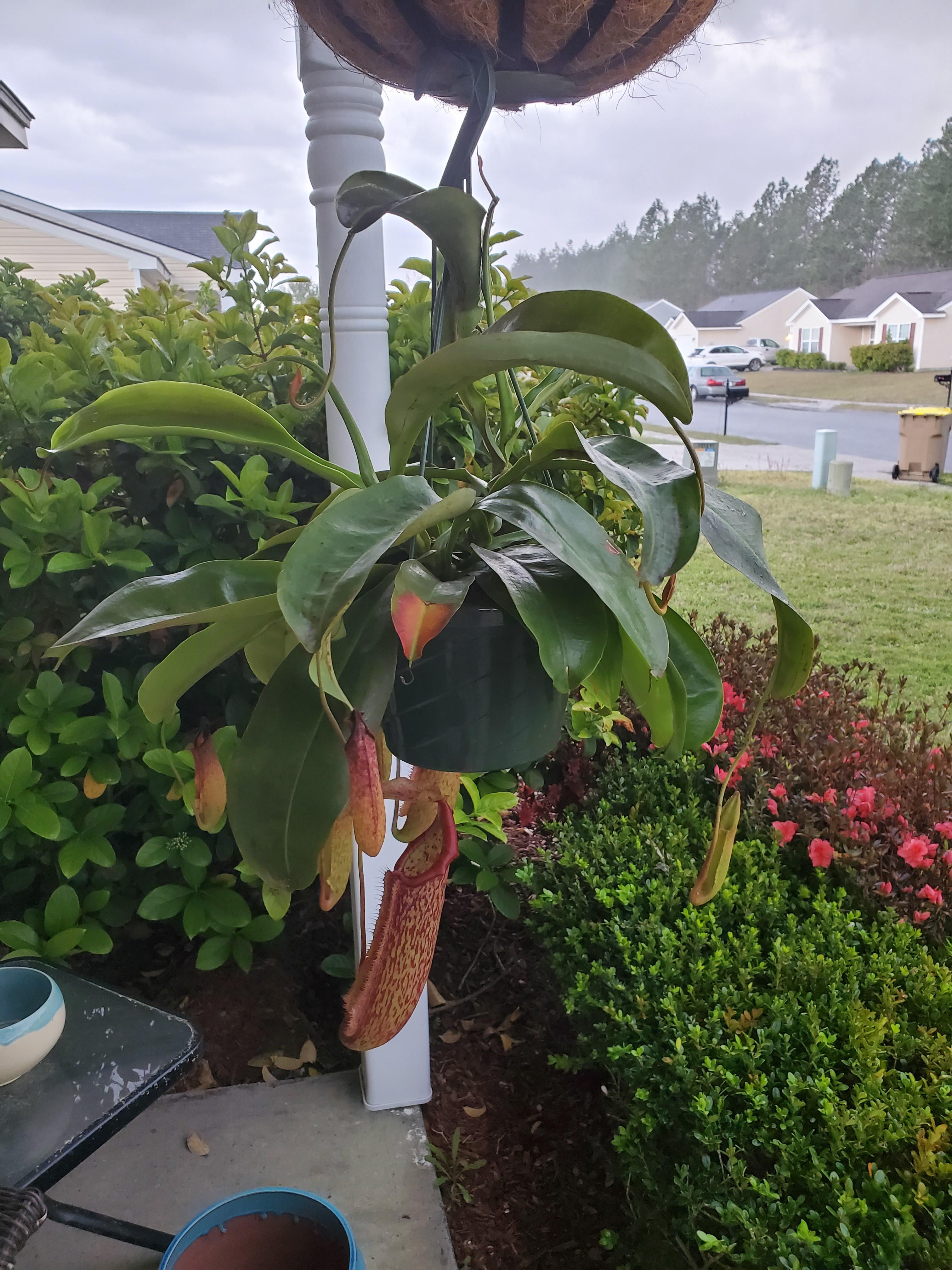 First carnivorous plant! Questions in comments r/carnivorousplants