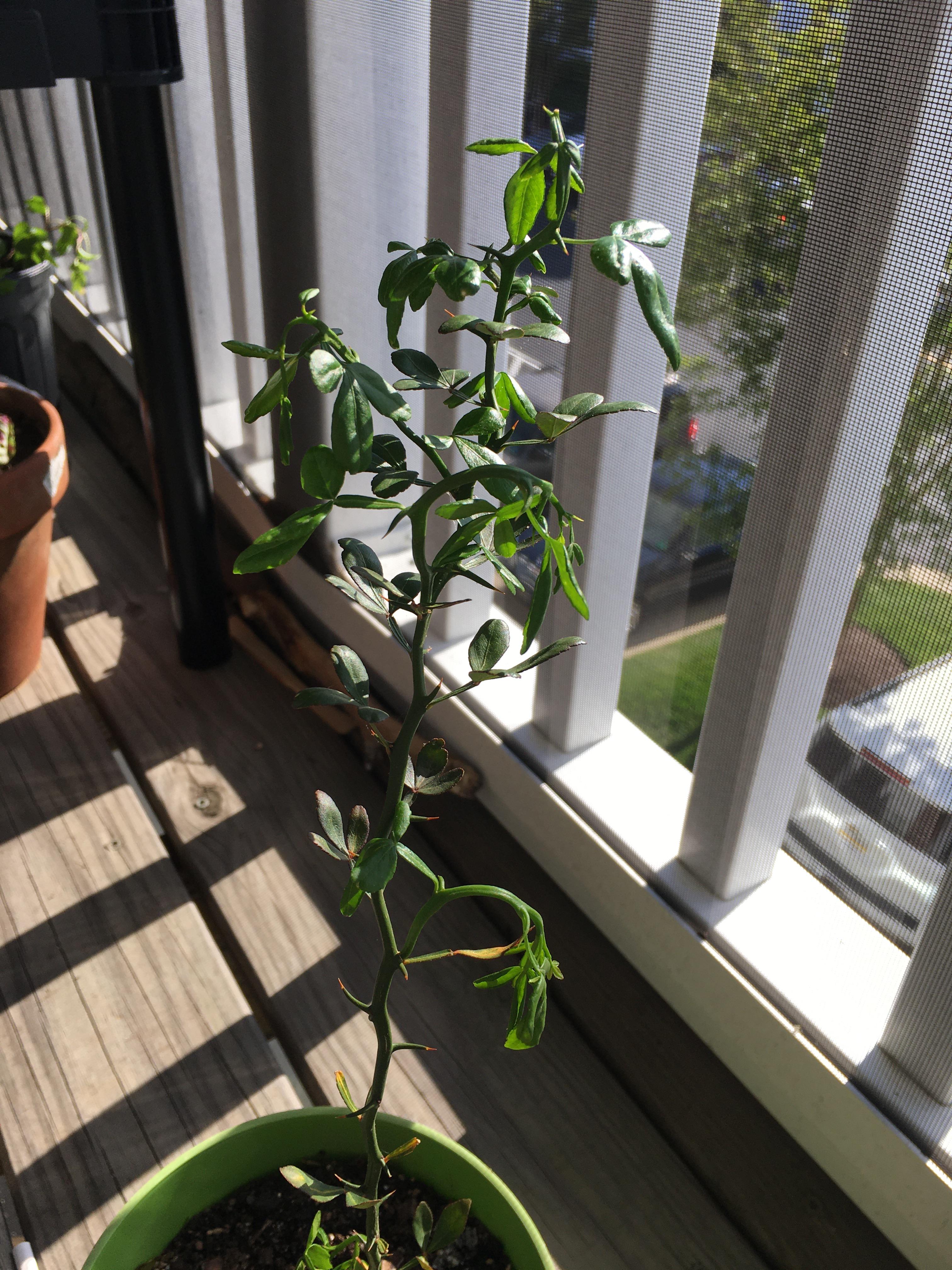 Why’s my trifoliate orange tree droopy? Happened all of a sudden after