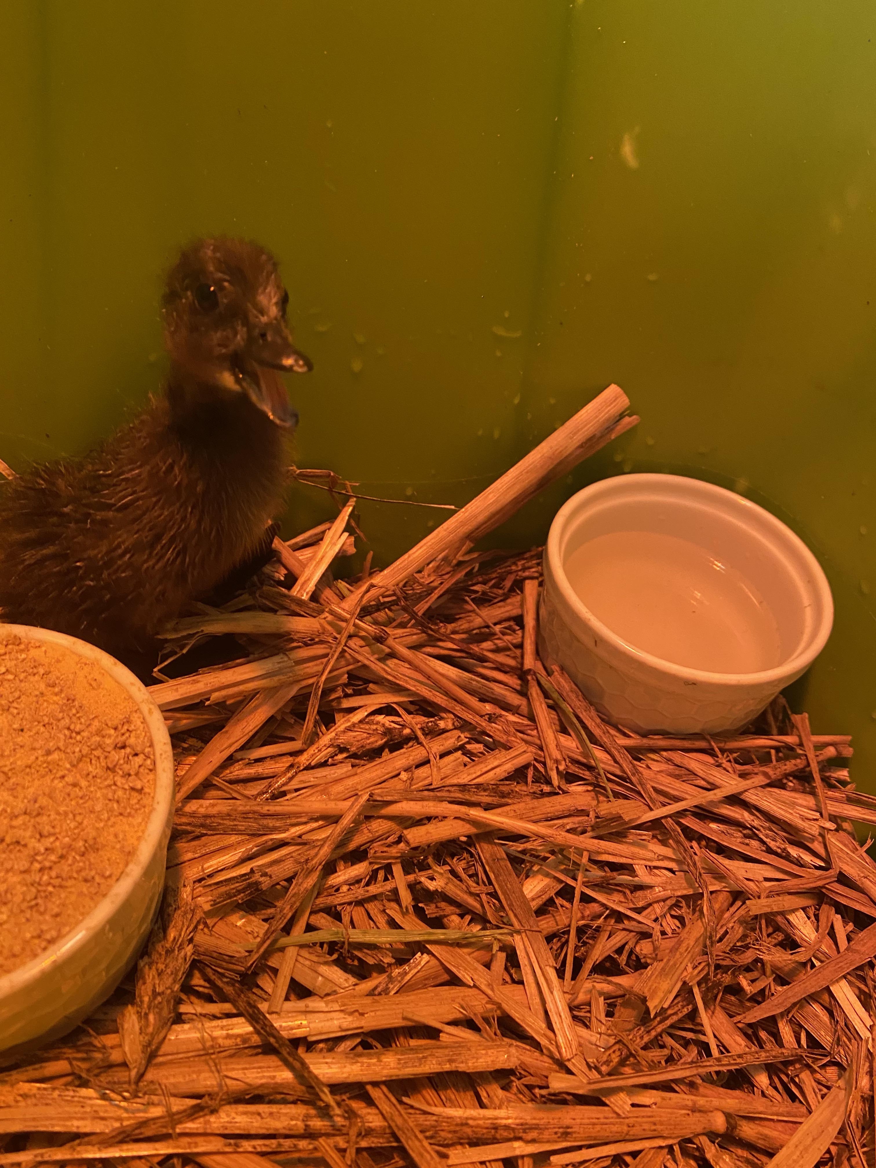 Ducklings.io 🕹️ Play Ducklings.io ducklings