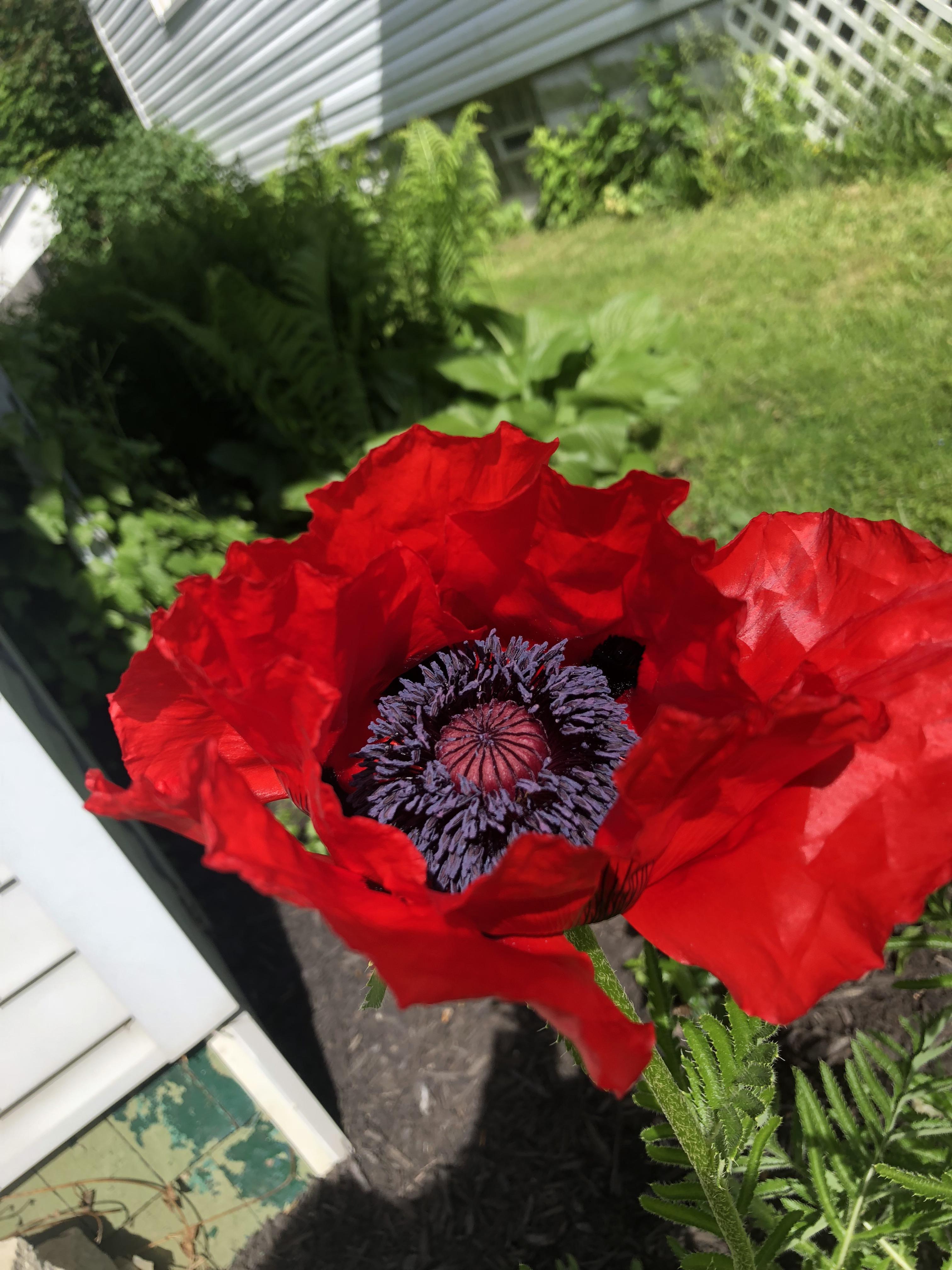Poppy growing in the garden! r/BotanicalPorn