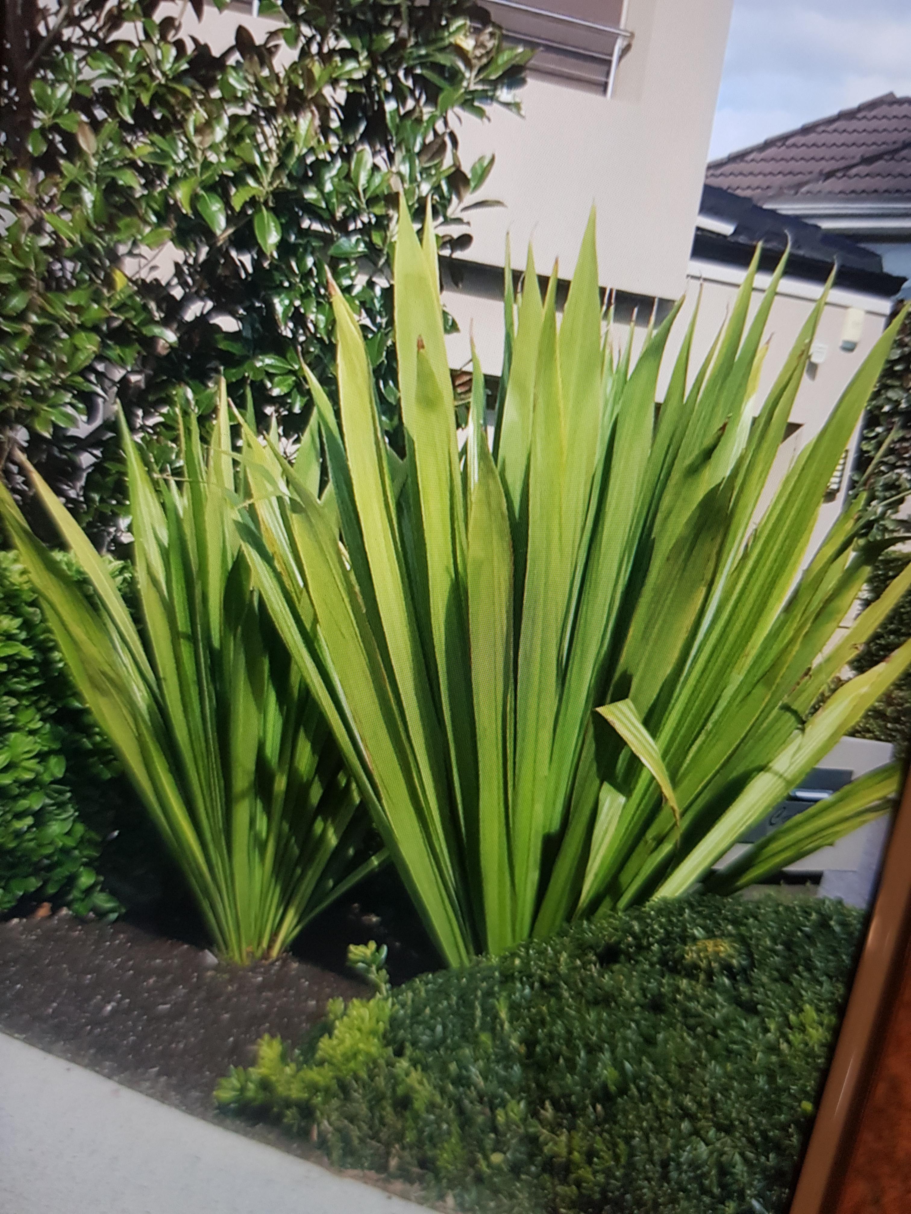 Architecturally pleasing. Perth western Australia. Full sun. Hot winds