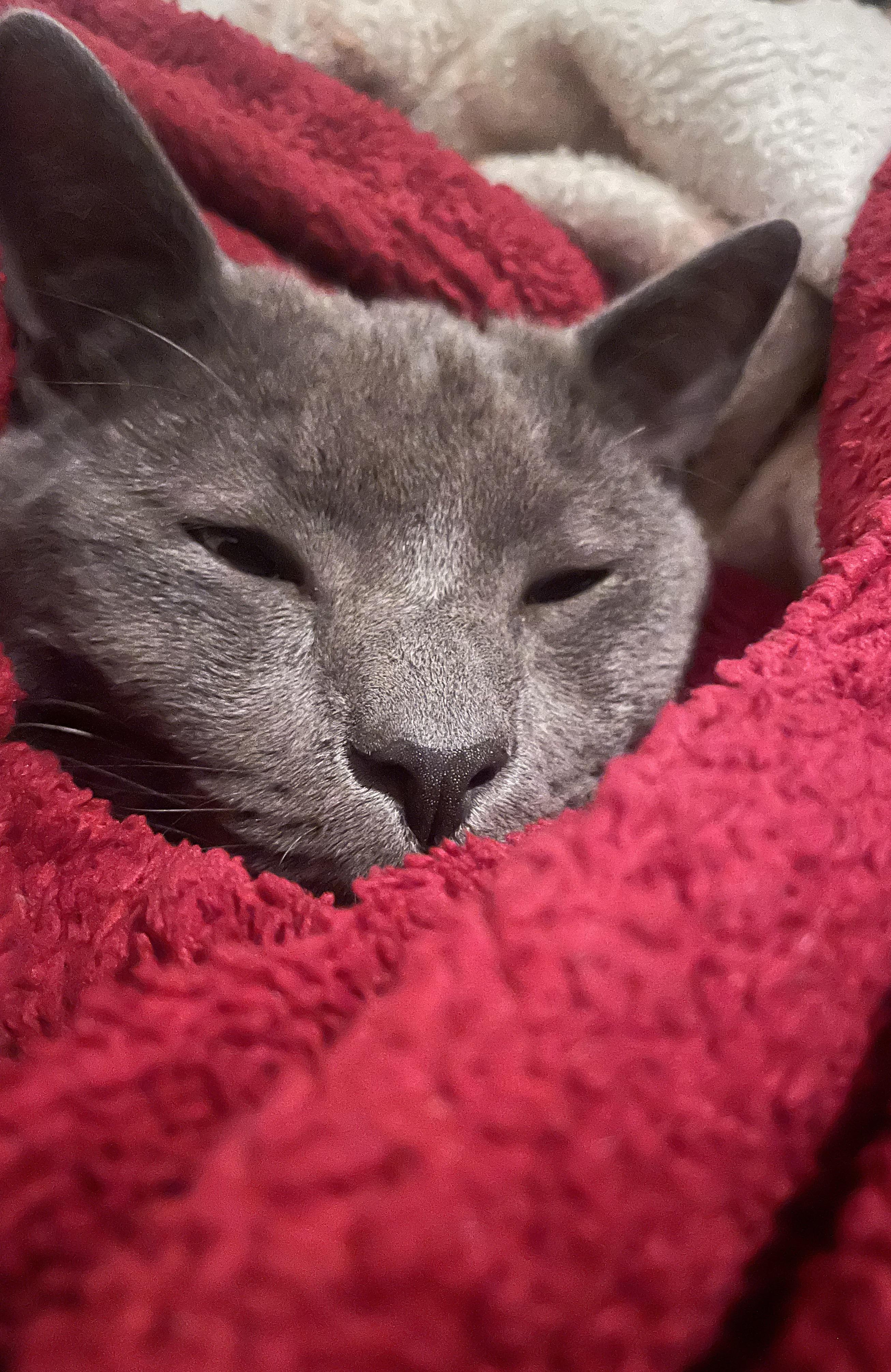 The cleanest picture i have of my cat r/cats