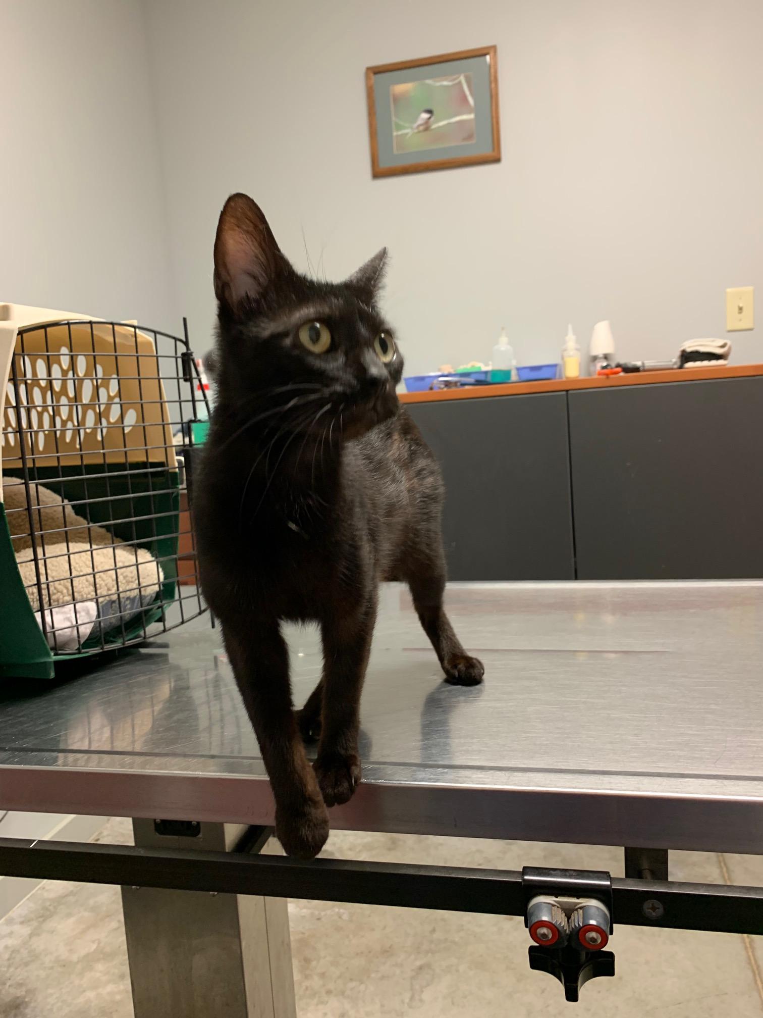 Charlie was rescued from a shelter suffering from kennel cough, cushing