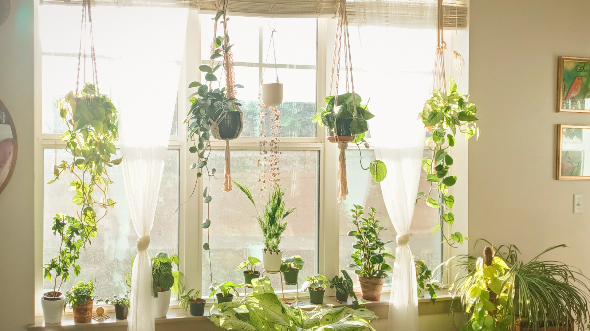 Finished styling my west facing window! Just in time for spring 🌼🌱 r