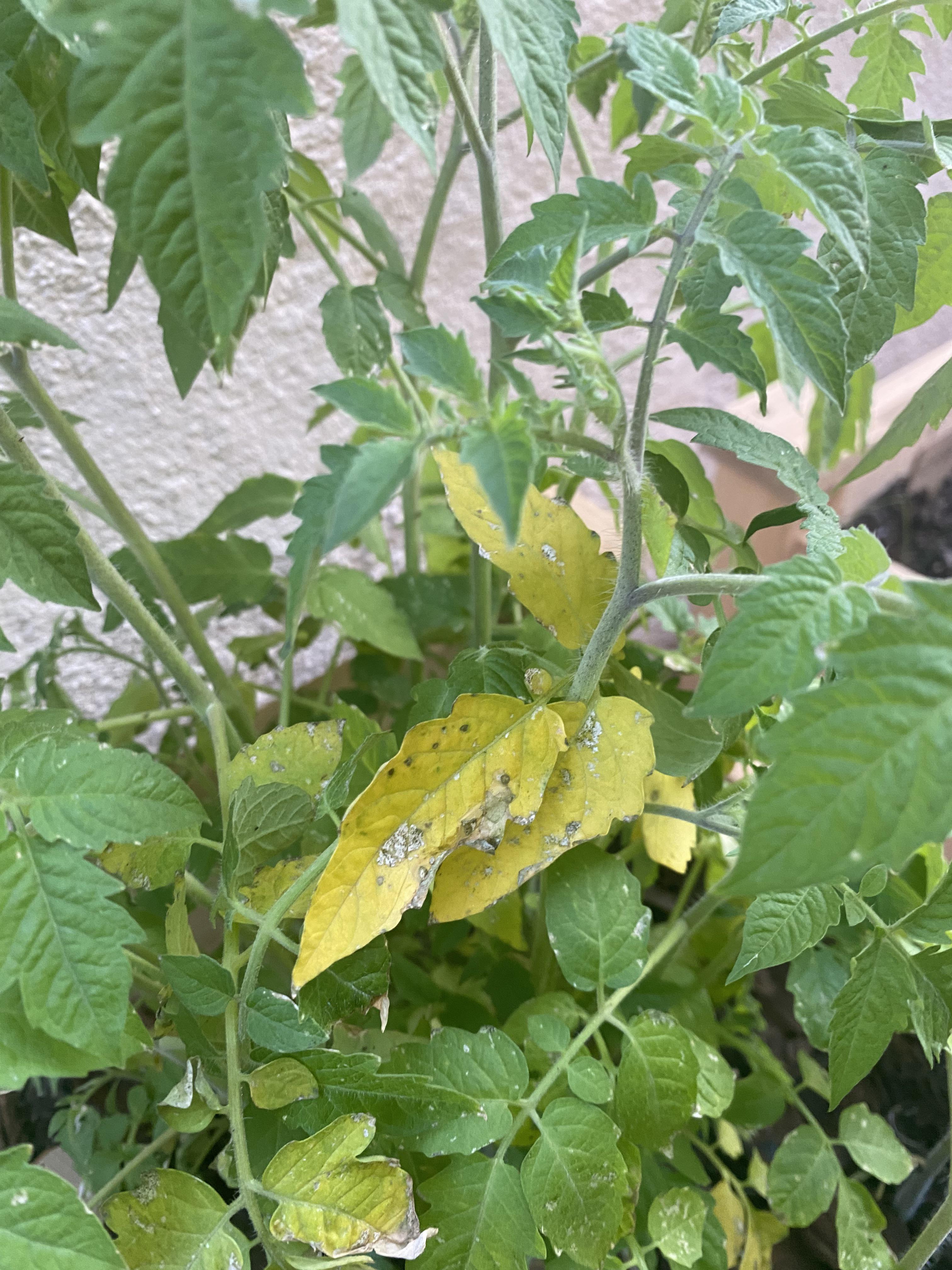 Why are my cherry tomato leaves turning yellow? r/vegetablegardening