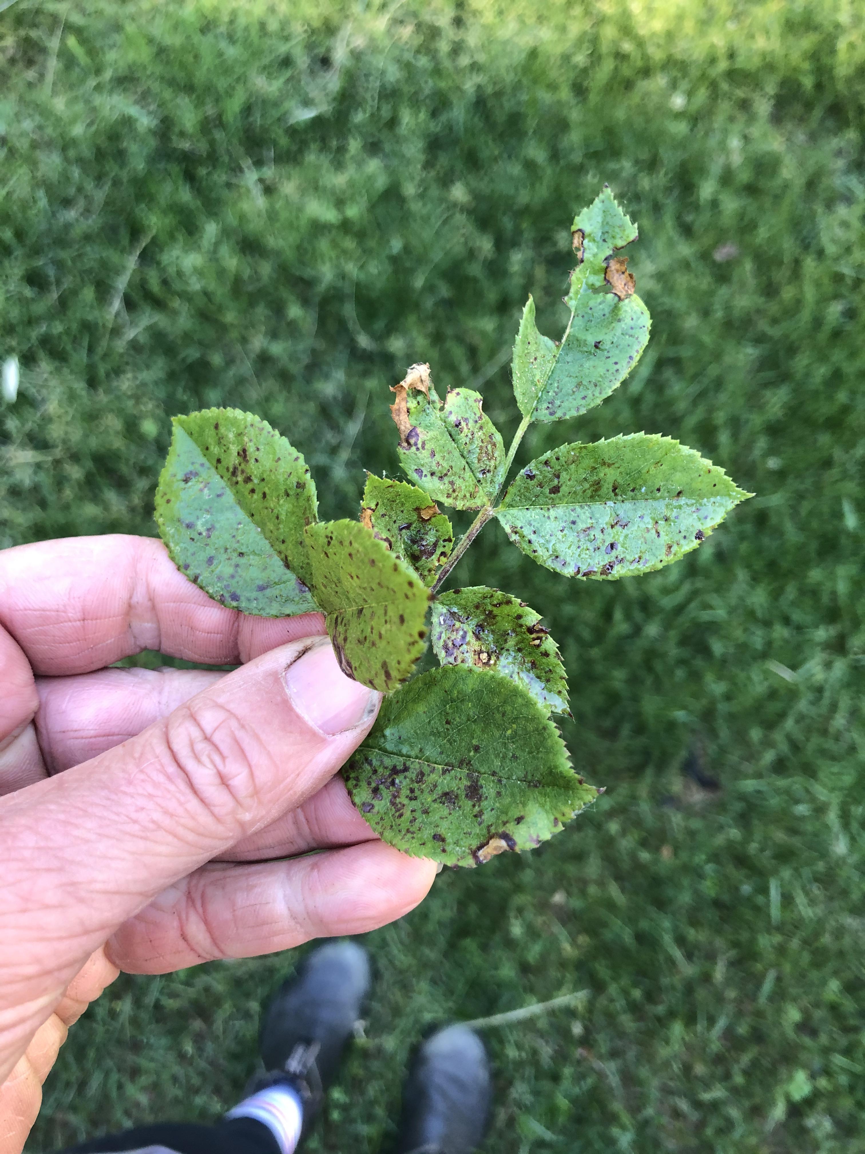 Black spot or Sunburn on my Rose? r/gardening