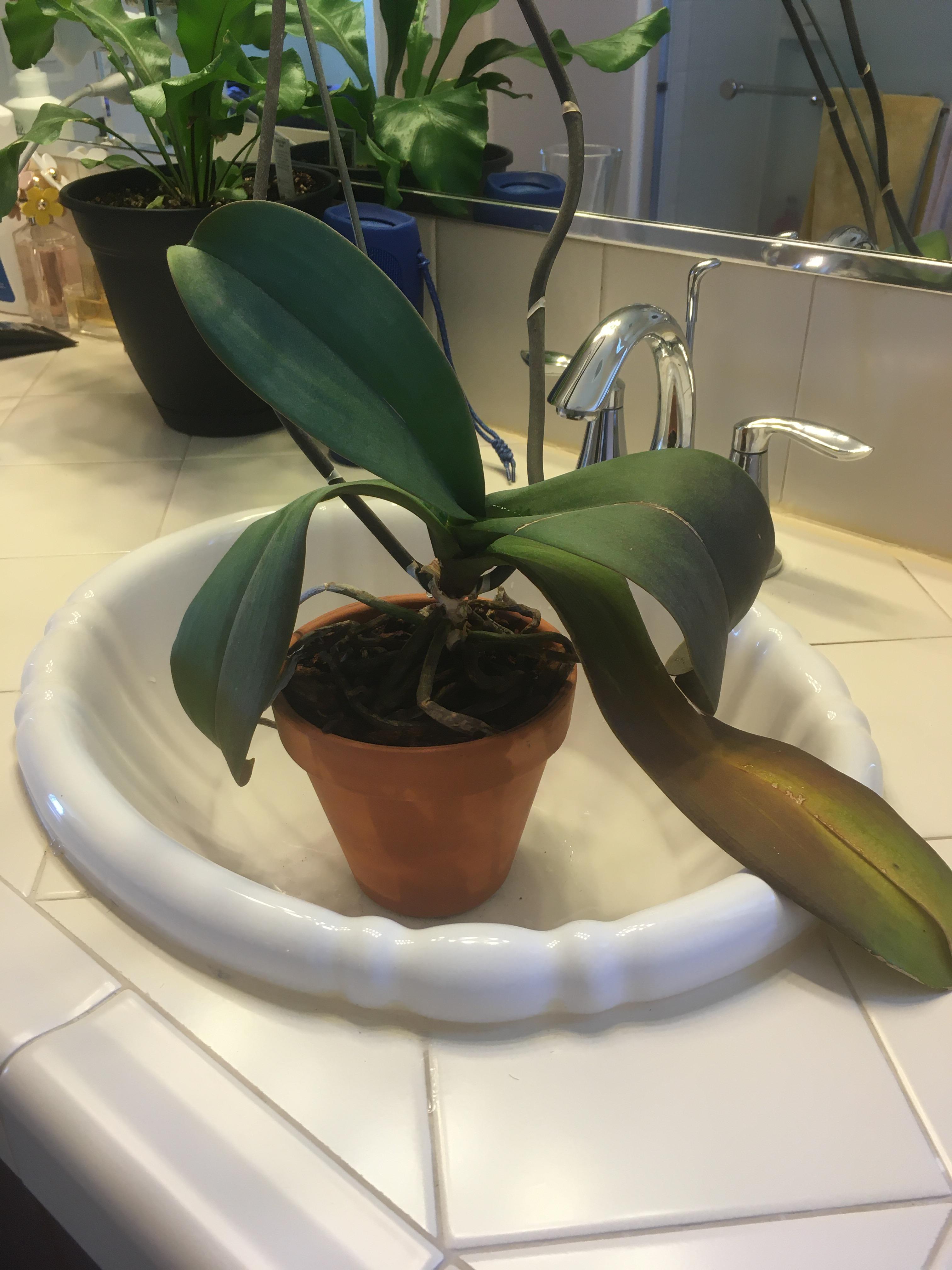 What's going on with my phalaenopsis orchid? Leaves have been yellowing