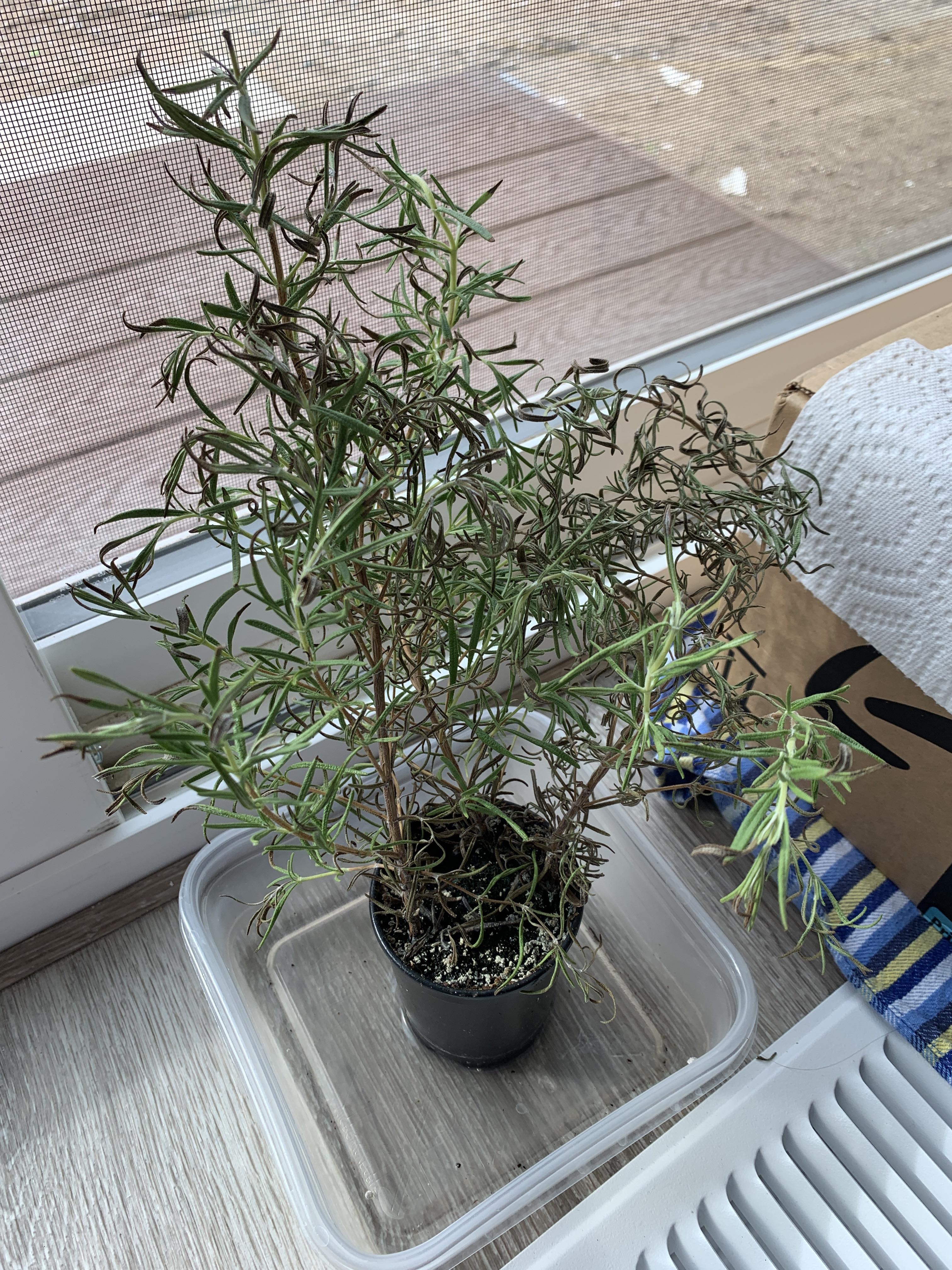My rosemary plant has brown tips what am I doing wrong? r/plants