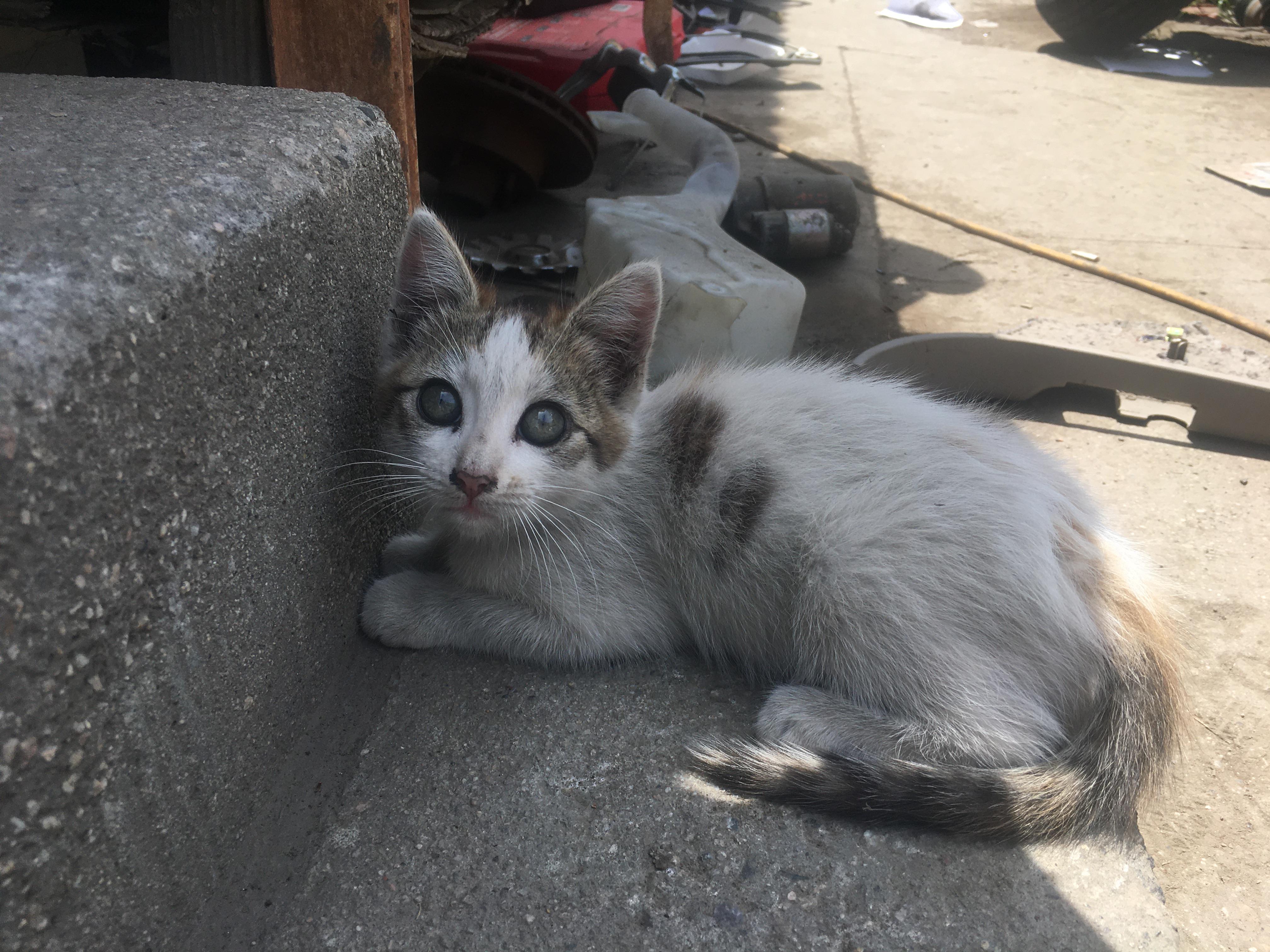 Well well well, we all know the best junkyard cat IASIP