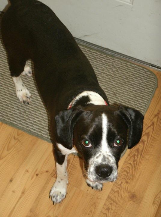 My puppy when I first got him Scrubs Rowdy. He’ll be 9 soon. He’s been
