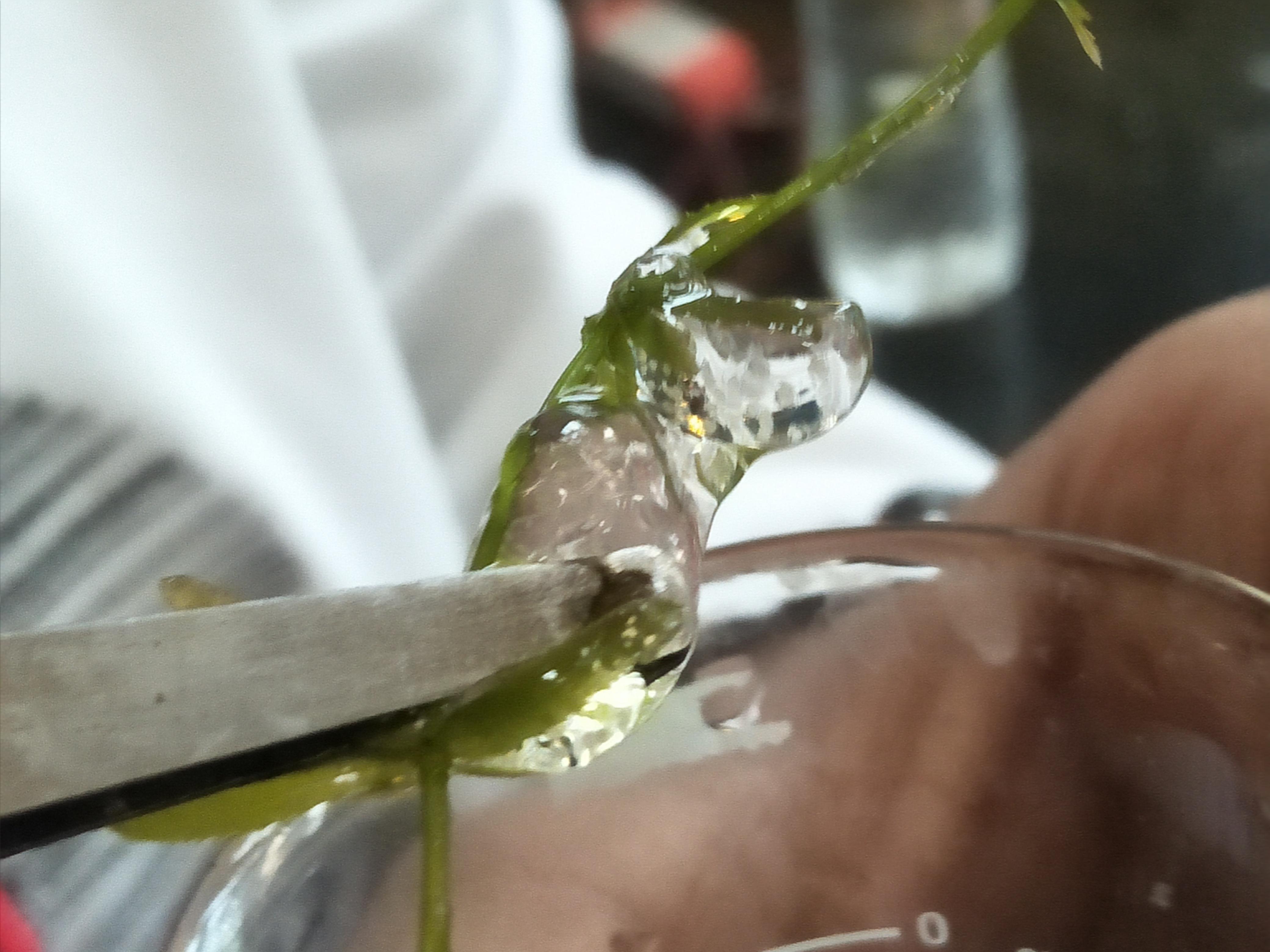 If you're wondering how water snail eggs look like here they are! r