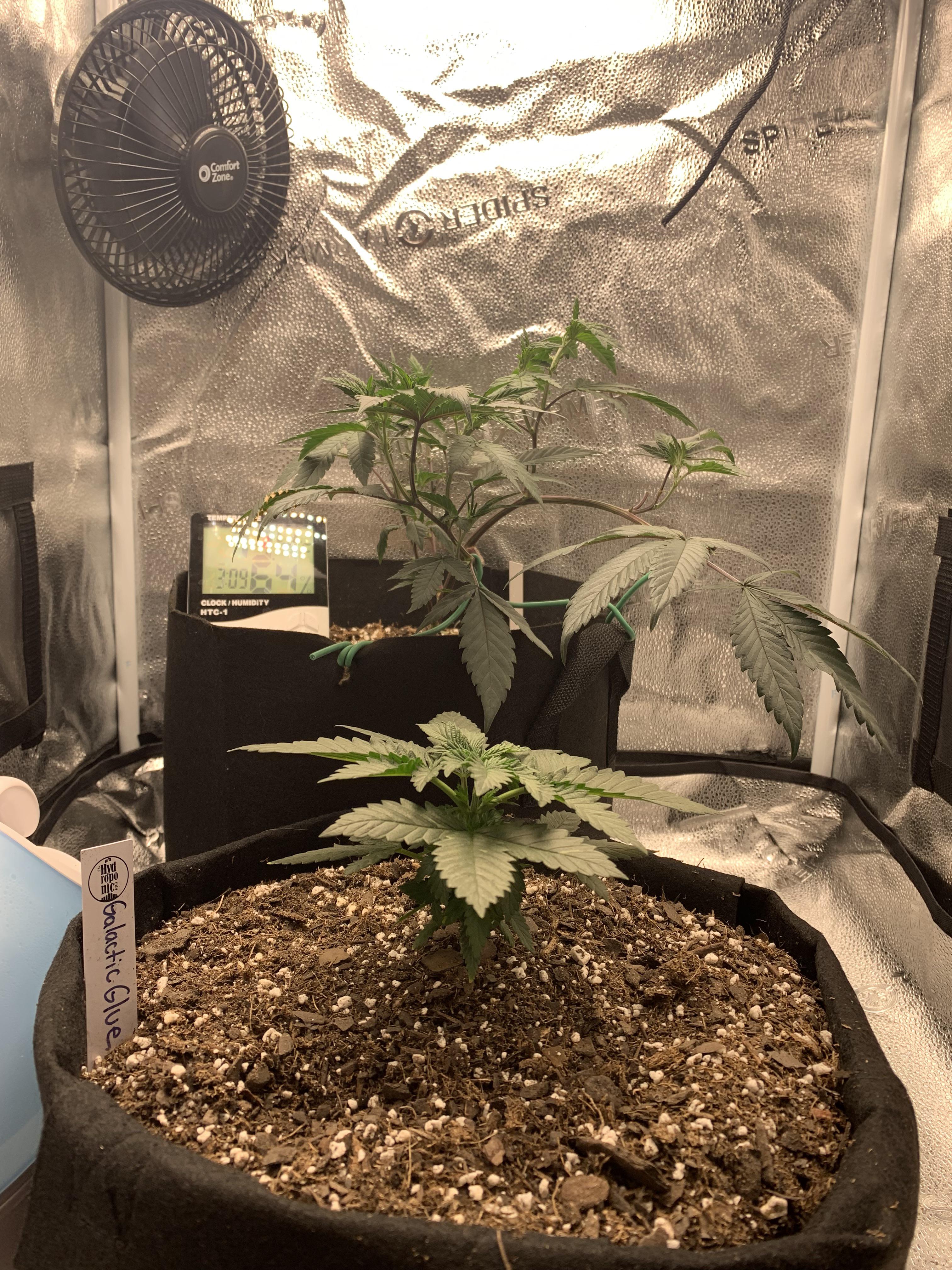 dim level and height for Mars Hydro Ts1000 2x2x5 grow tent