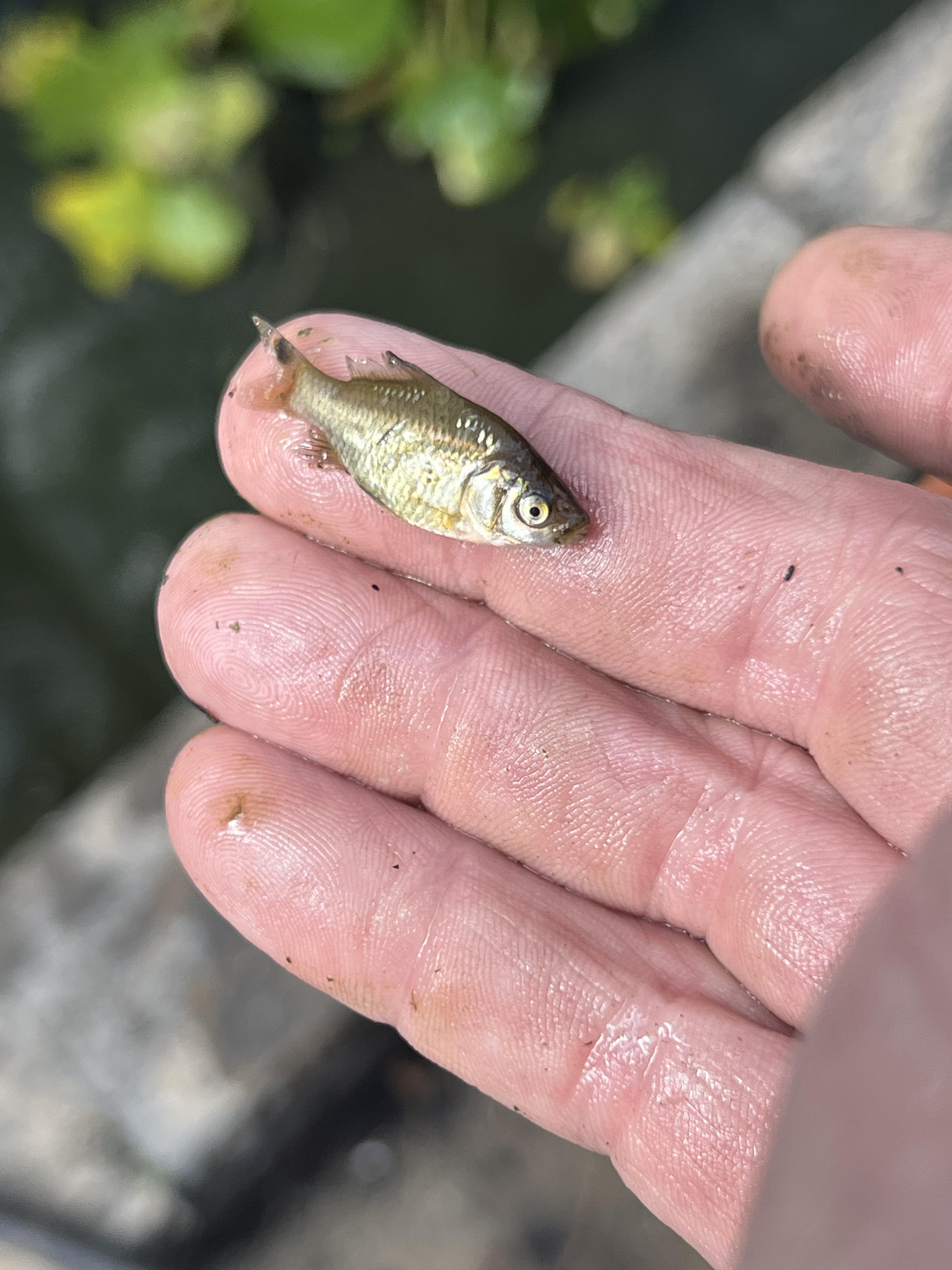 Found this in our pond when all the fish died. We had all goldfish but