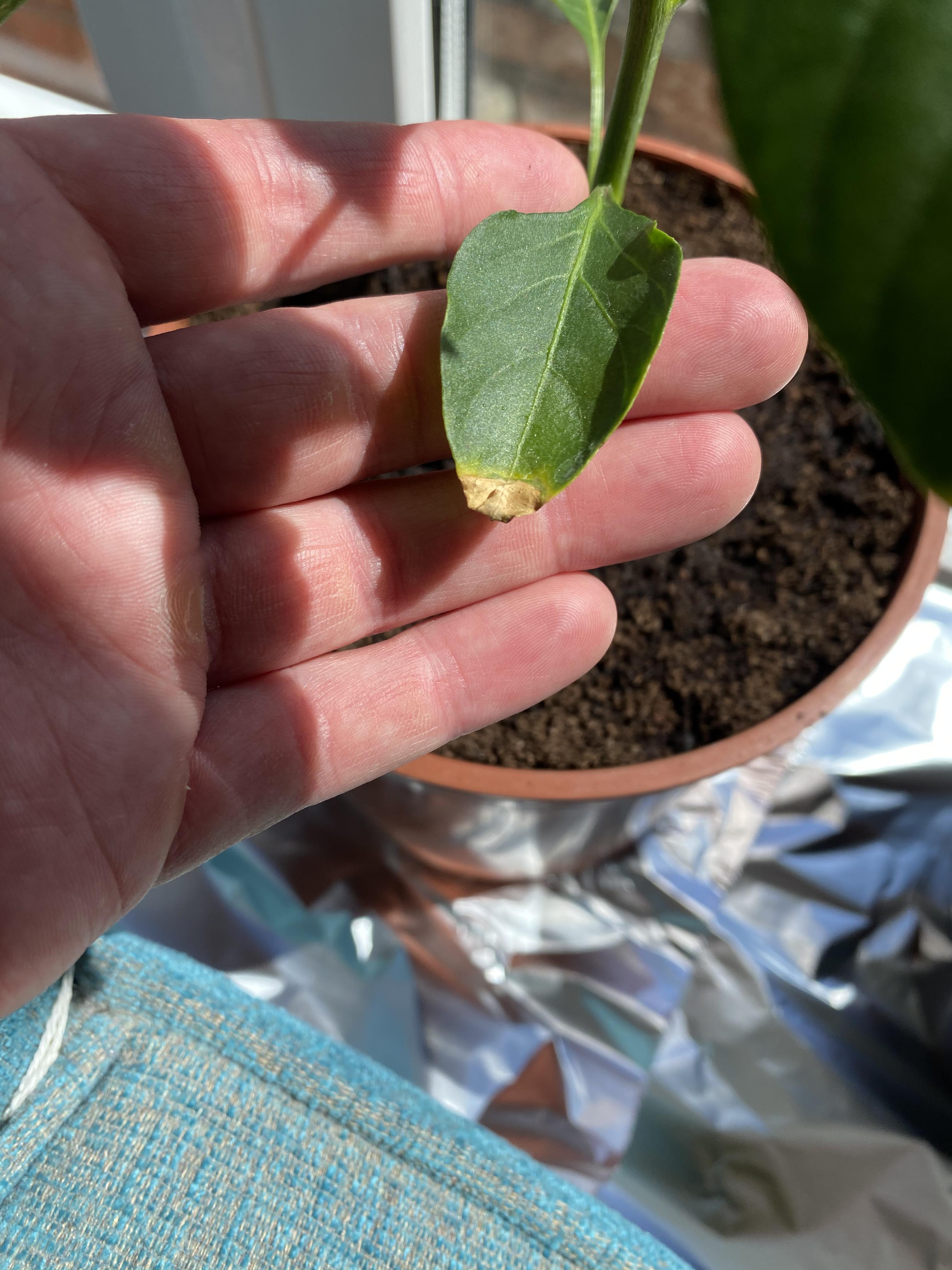 Brown ends on leaves r/HotPeppers