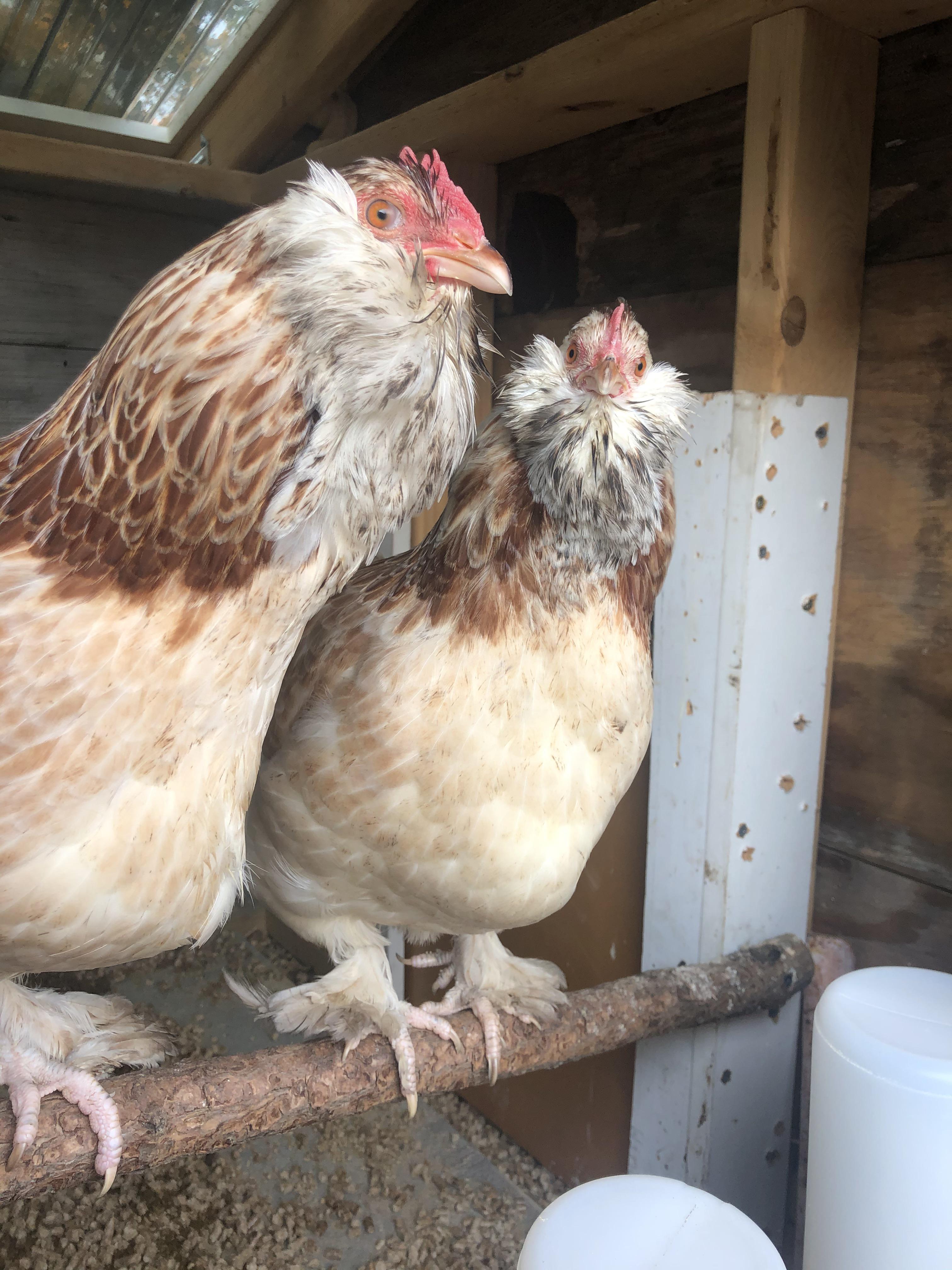 “Dammit Bob, why’s it smell like KFC in here!” 🐓💨 I didn’t know that