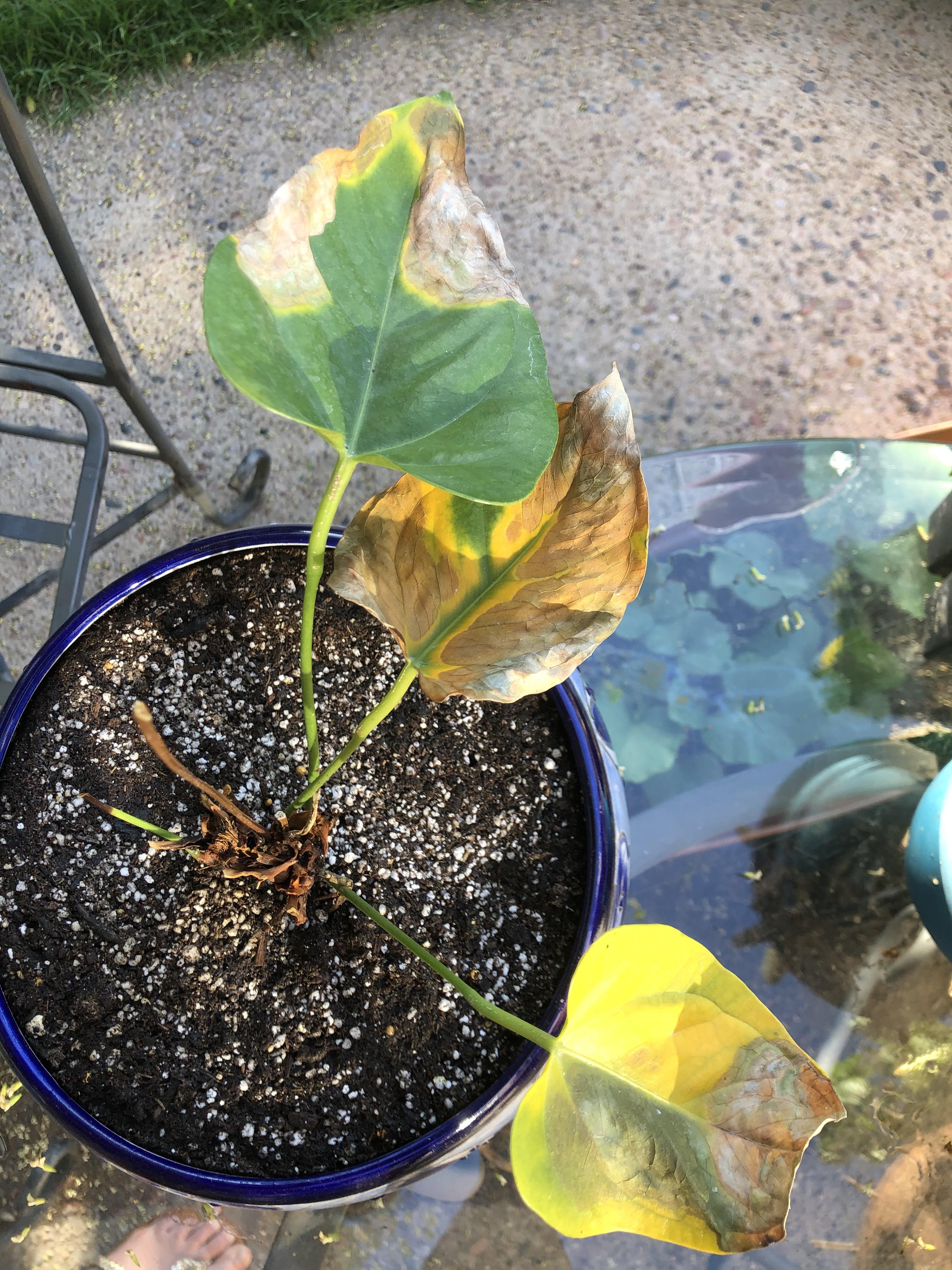 How can I bring my anthurium back to life? He used to be healthy then
