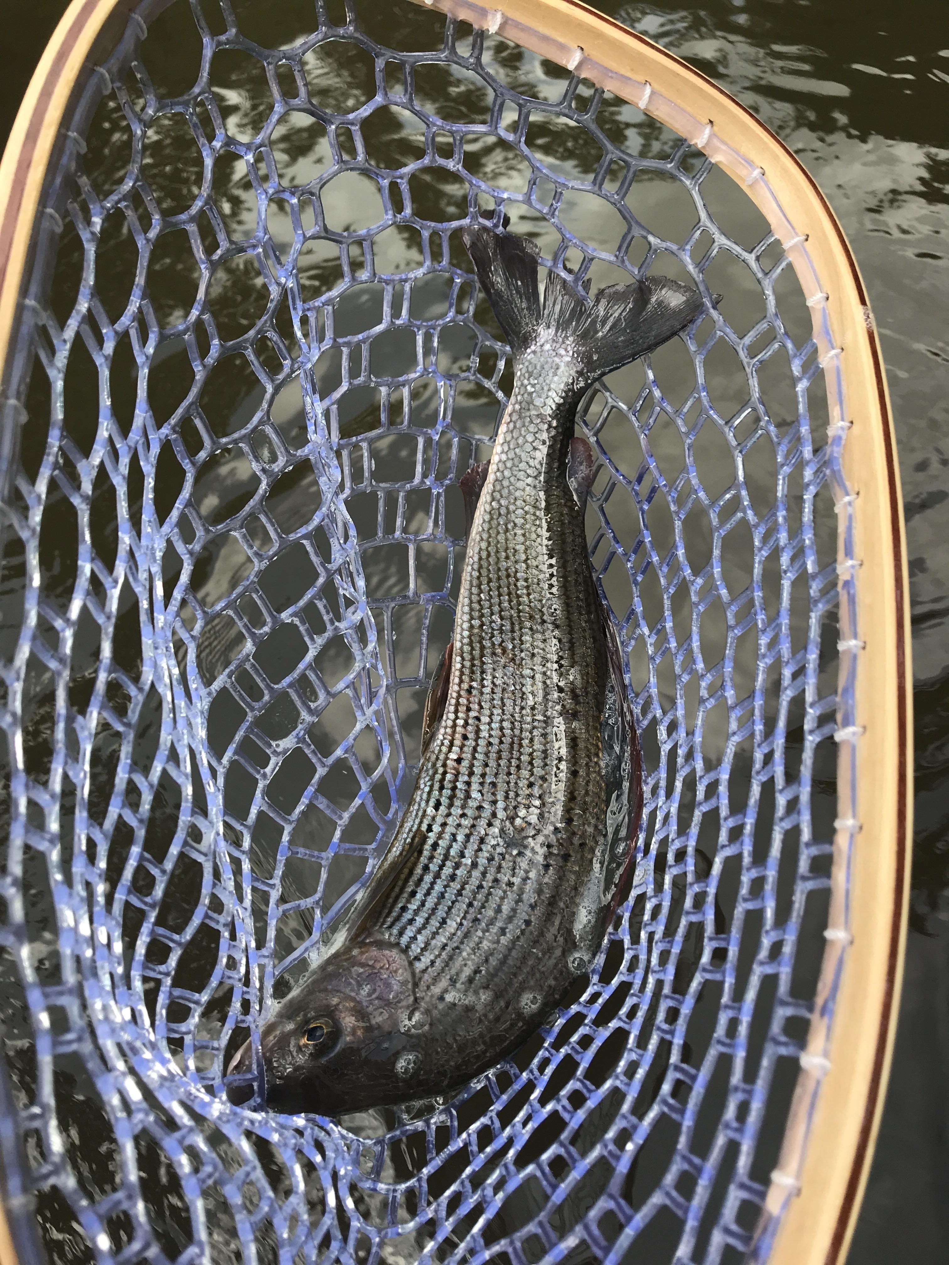 Caught my first fish in Germany fly fishing r/flyfishing