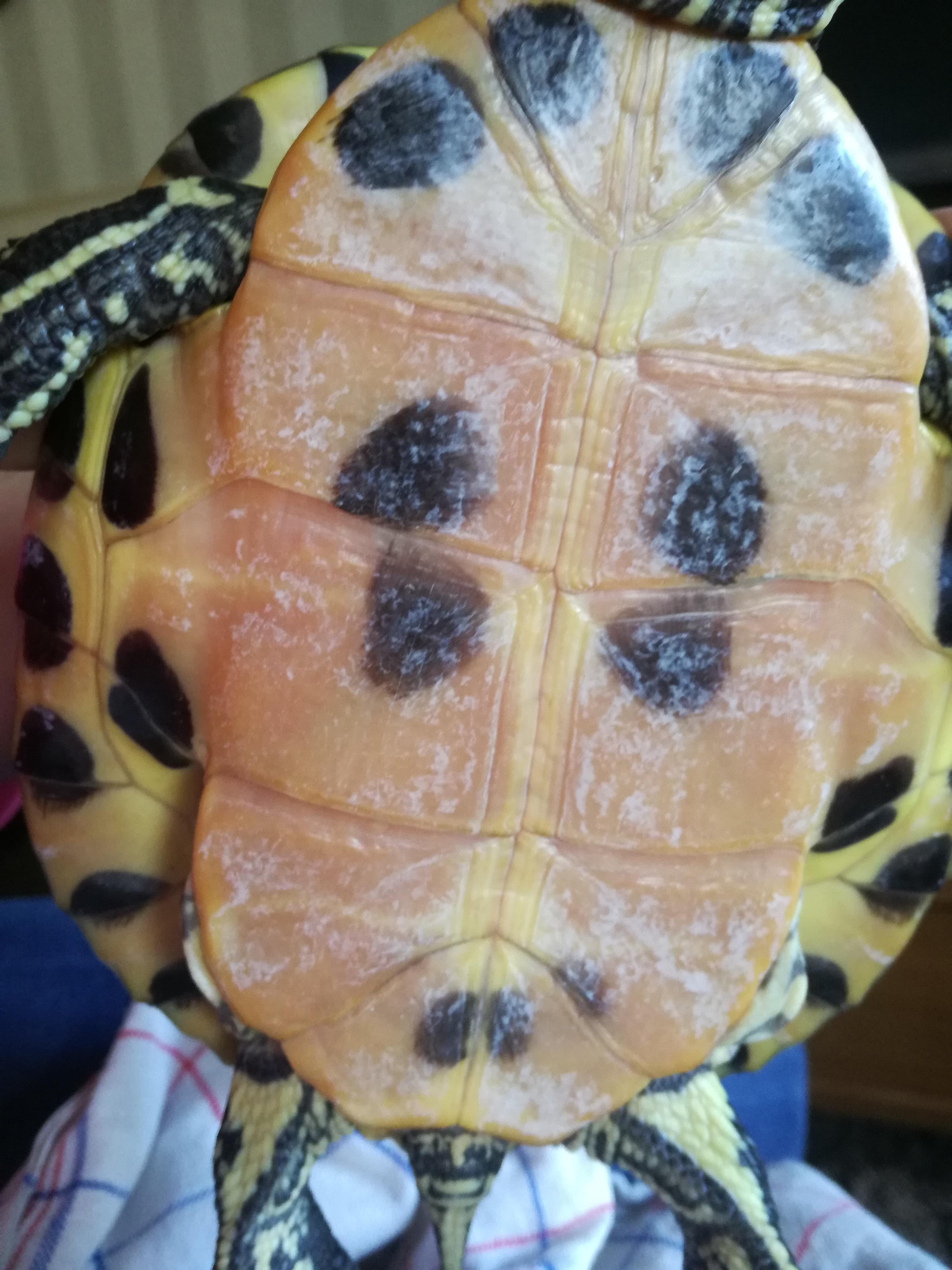 Is there something wrong with my turtle's plastron? r/turtle