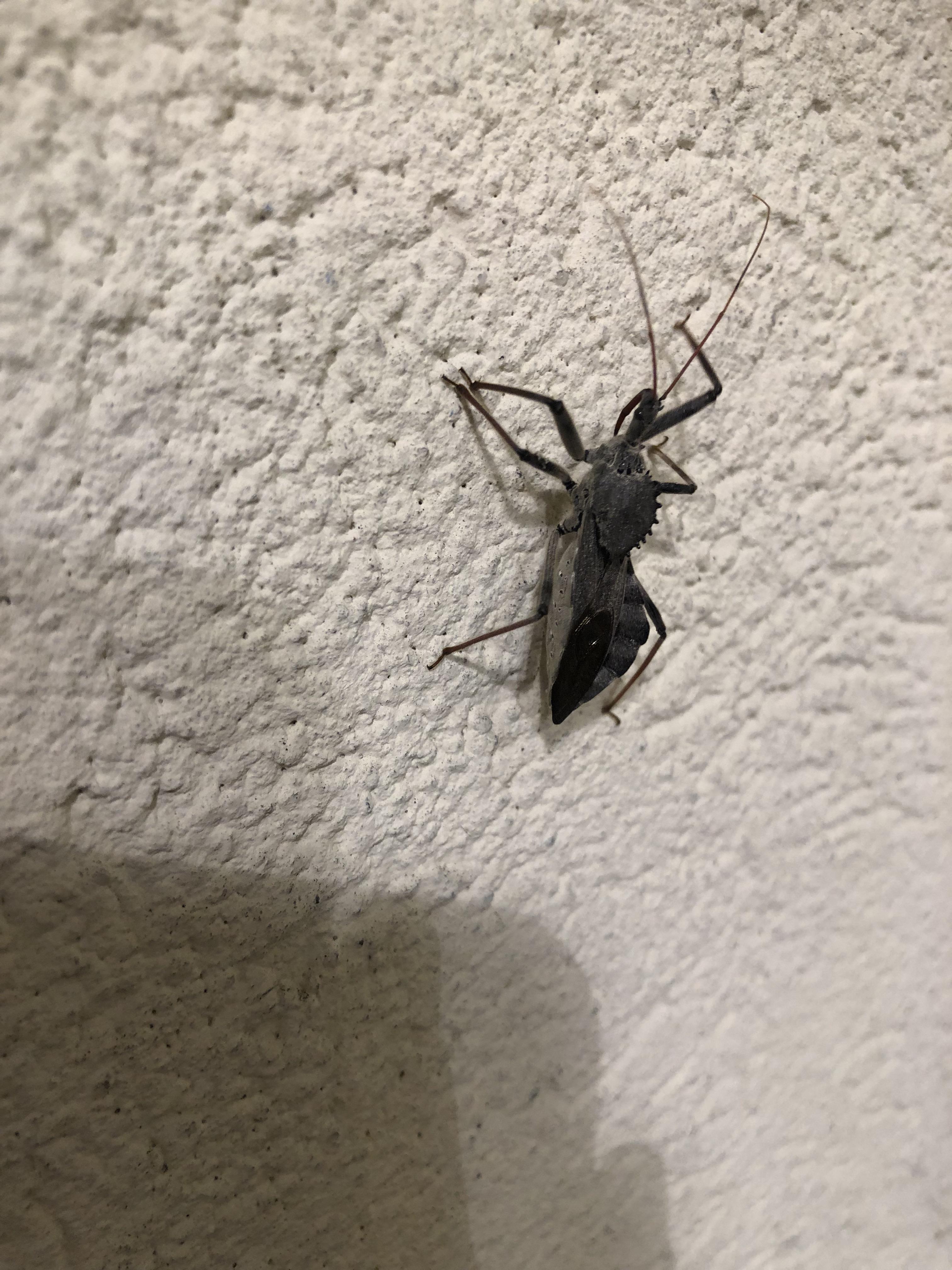 Myrtle beach SC is full of these guys. Looks like a larger version of a