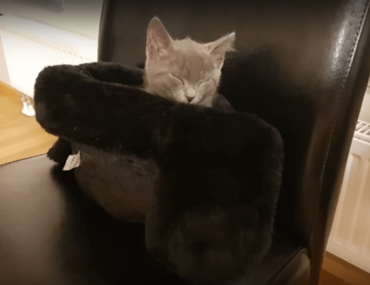 Every True Slav Cat Love To Sleep In The Ushanka r/ANormalDayInRussia