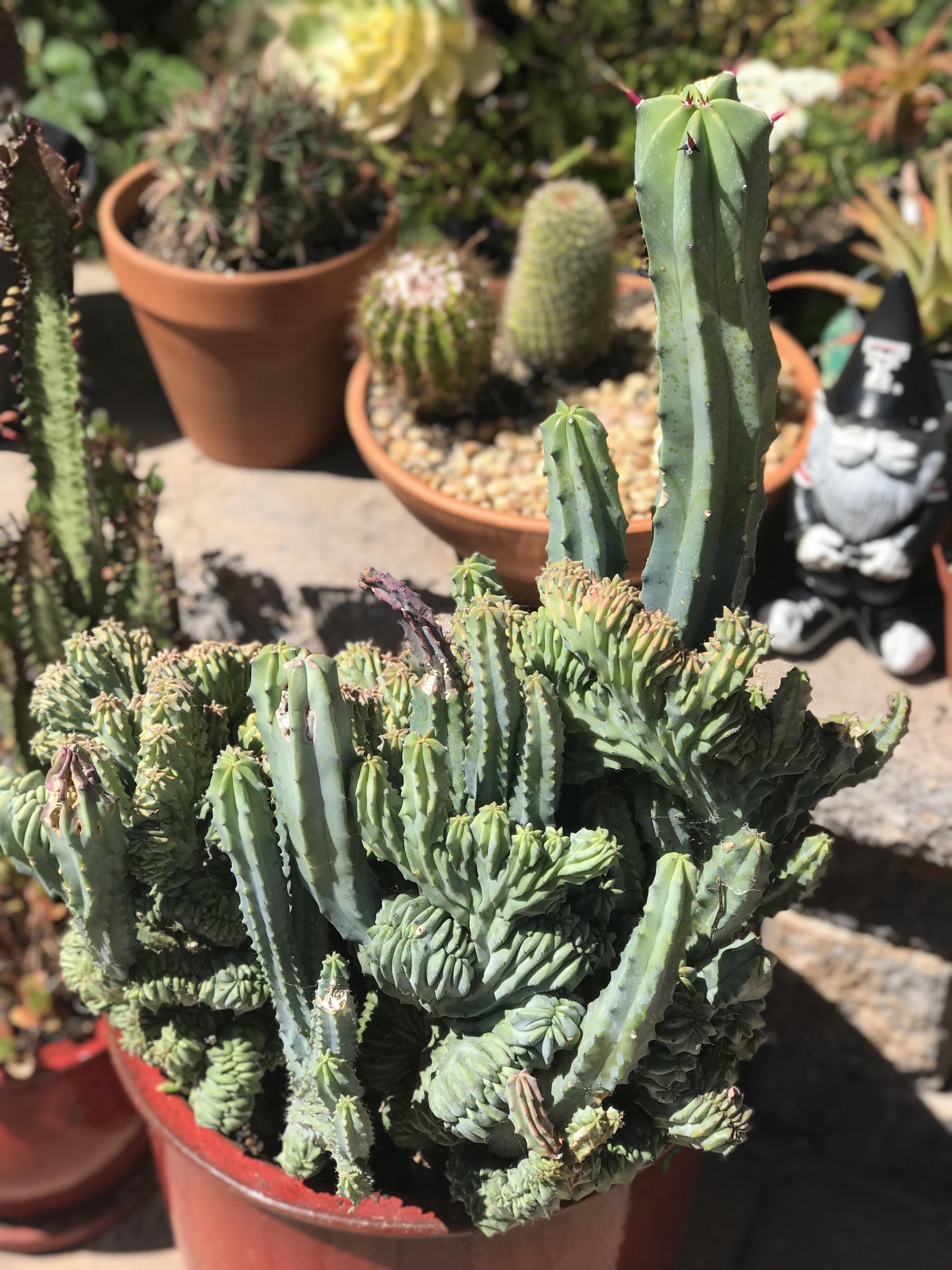 My favorite cactus..a crested blue candle myrtillocactus..the different