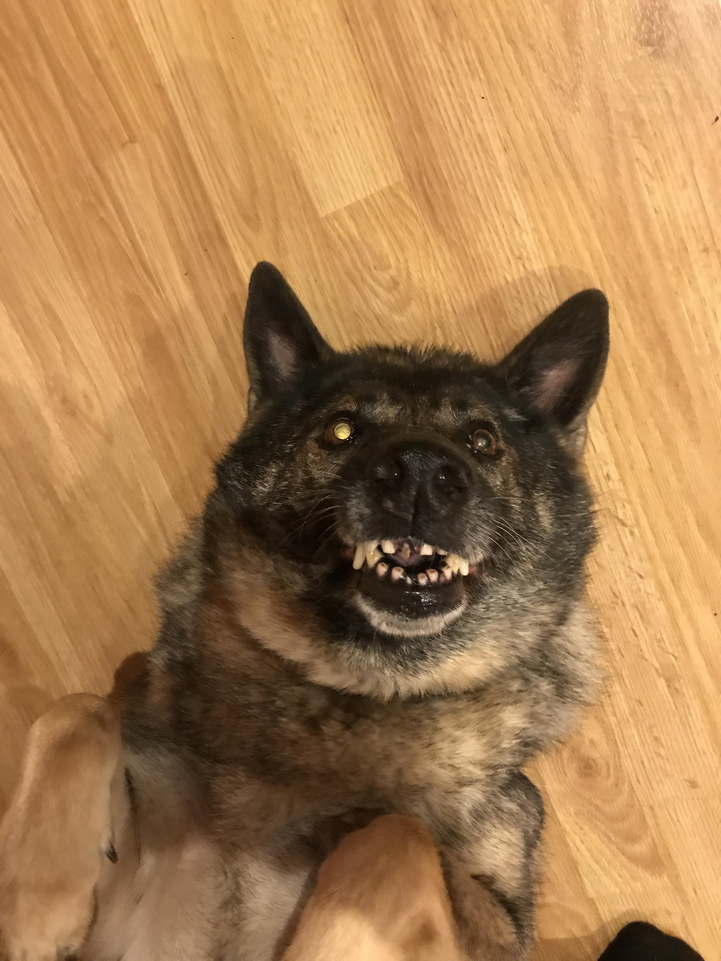 Old dog toofers... she is 10 years old r/toofers