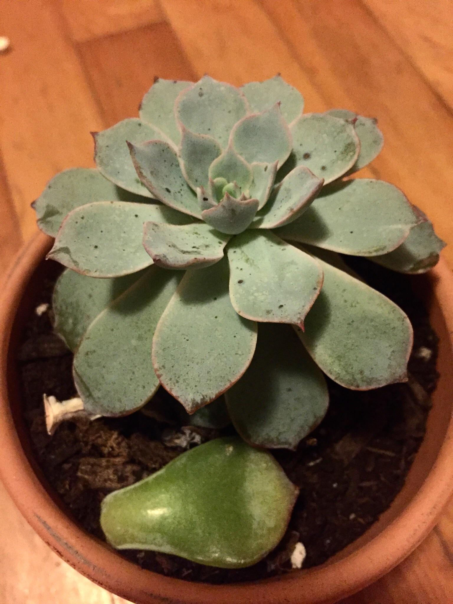 What are those little black specks on my plant? r/succulents