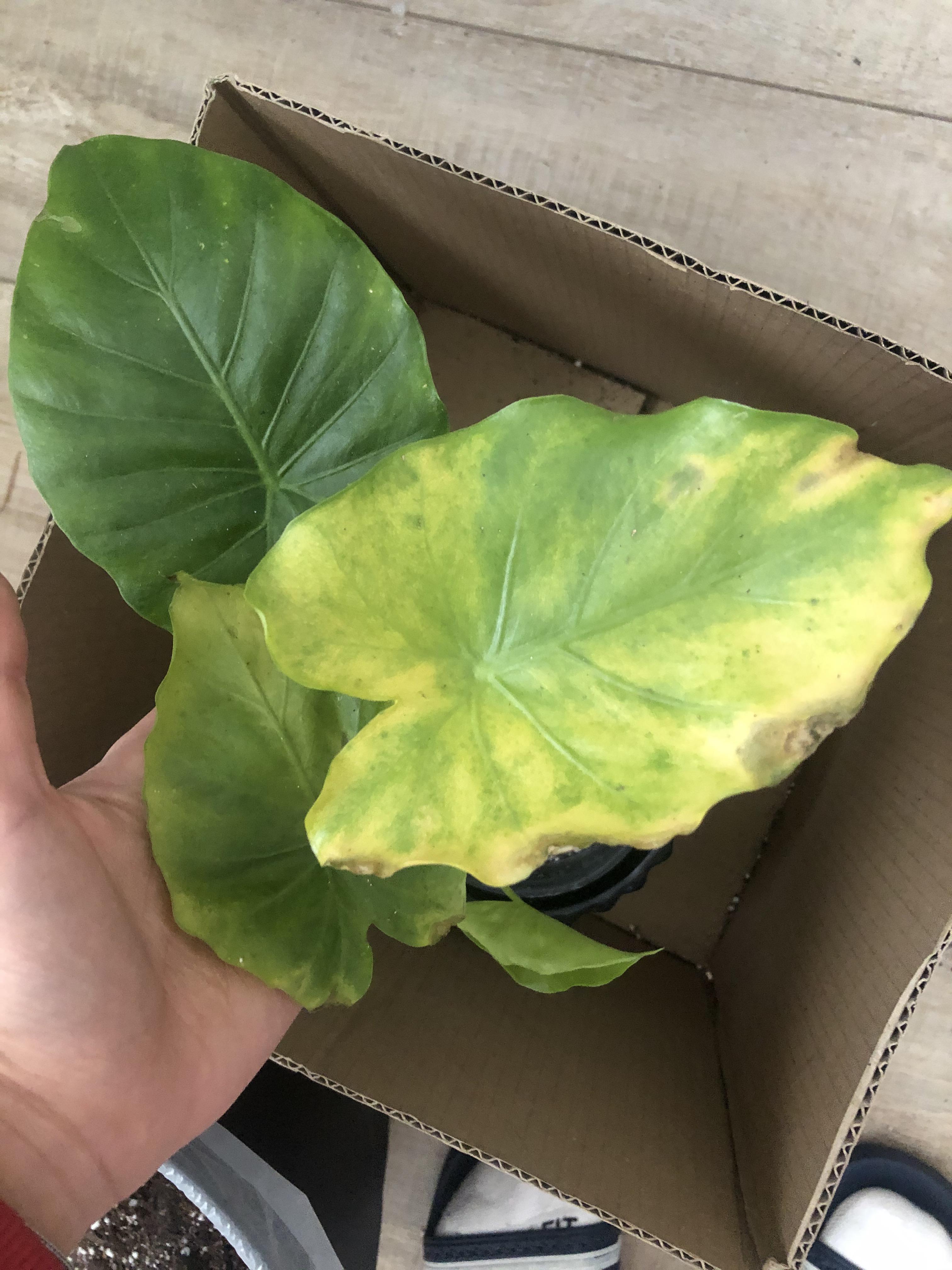 Why is my elephant ear all crusty and yellow 😩😩😩😩 r/houseplants