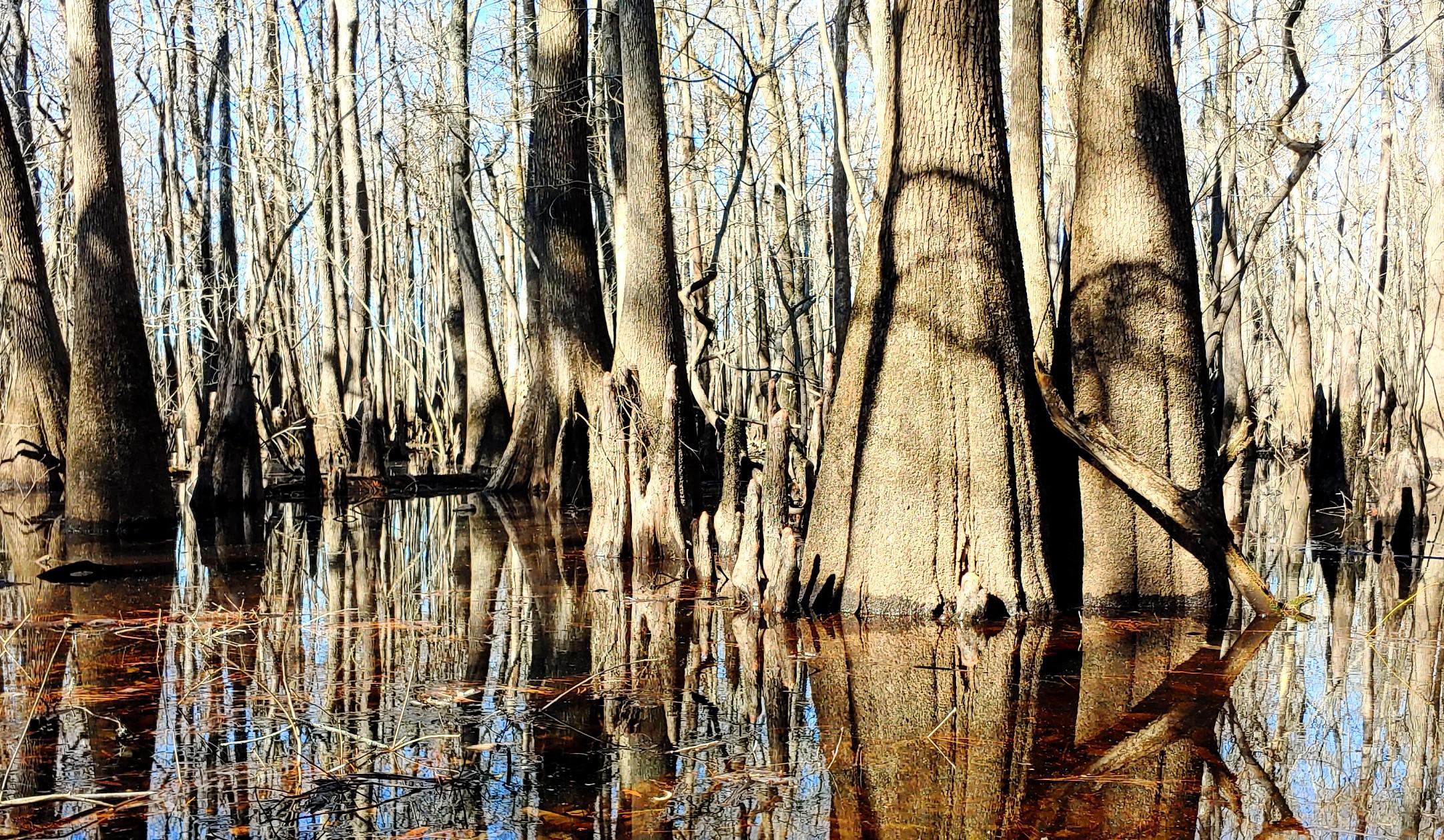 Backwaters of the Little Pee Dee river. r/southcarolina