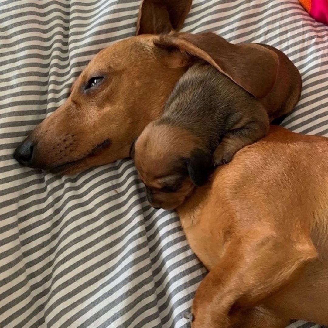 Dog with severe case of Canine Lipomas (noncancerous, fatfilled tumor) r/misleadingthumbnails