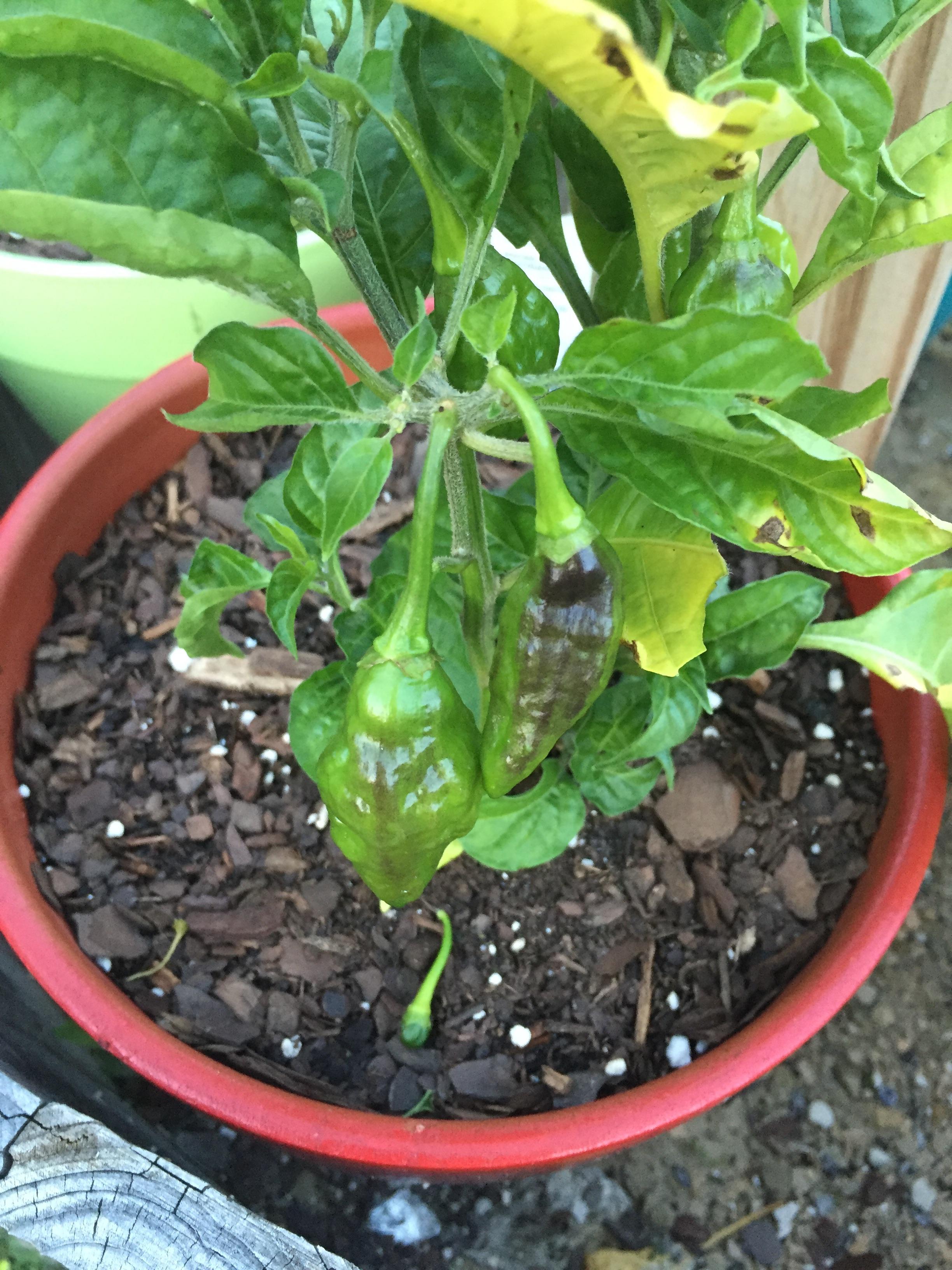 702 best r/peppers images on Pholder Help! Why is my pepper plant