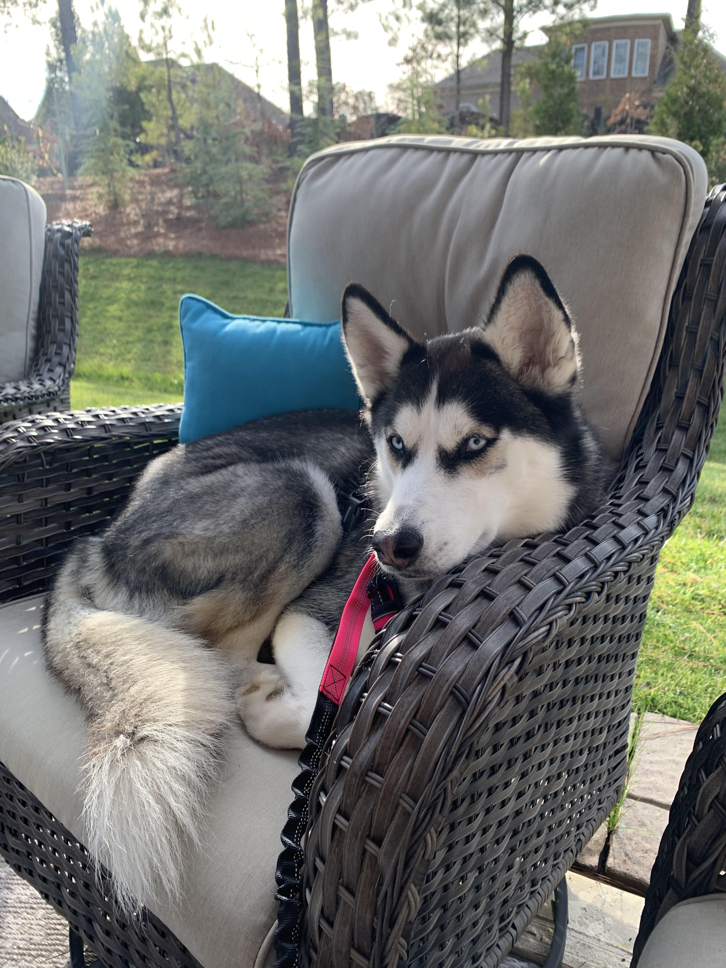 A husky raised by cats. If it fits I sits. husky