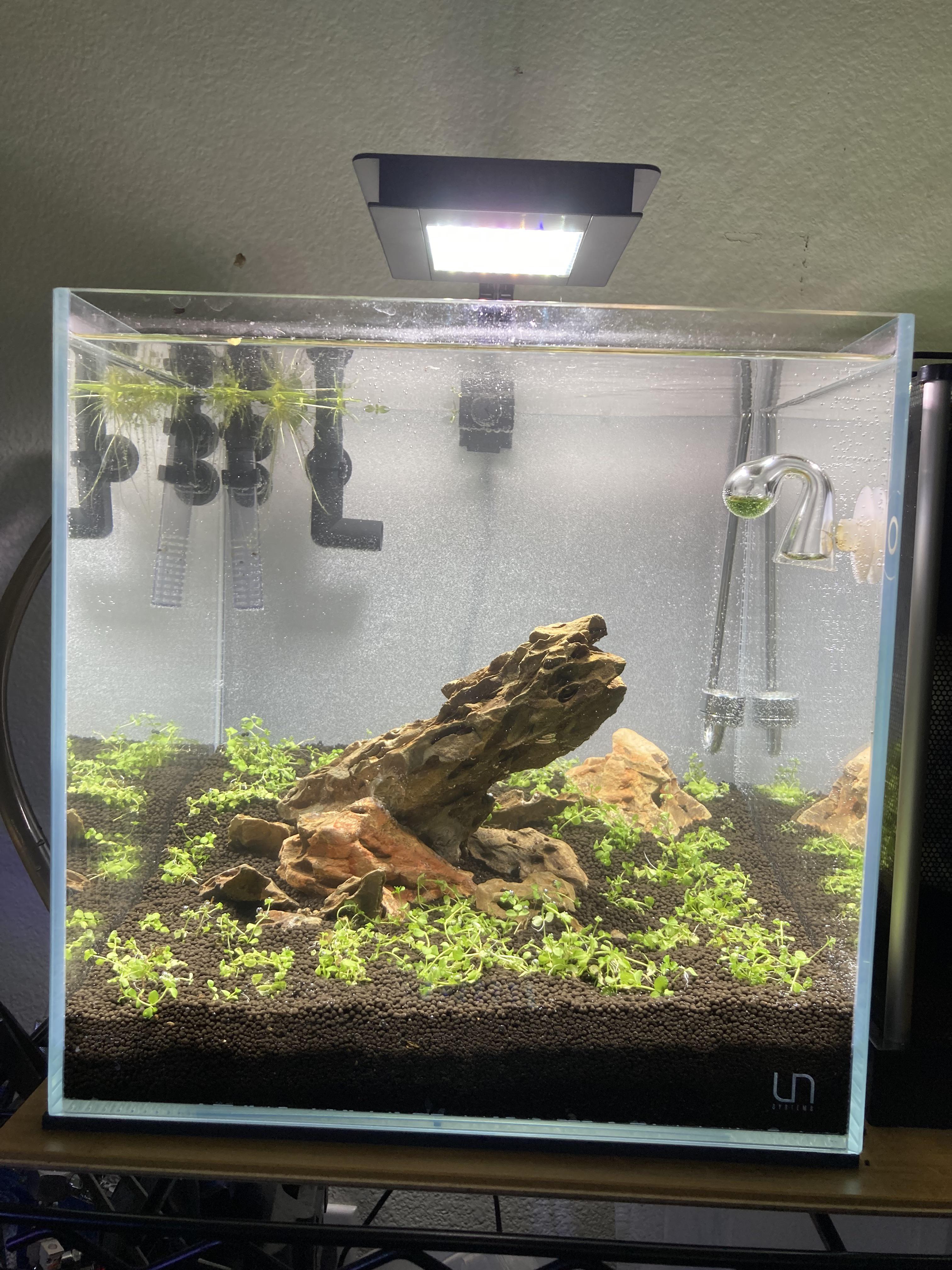 Help me with the light settings for Monte Carlo carpet. (Fluval Planted