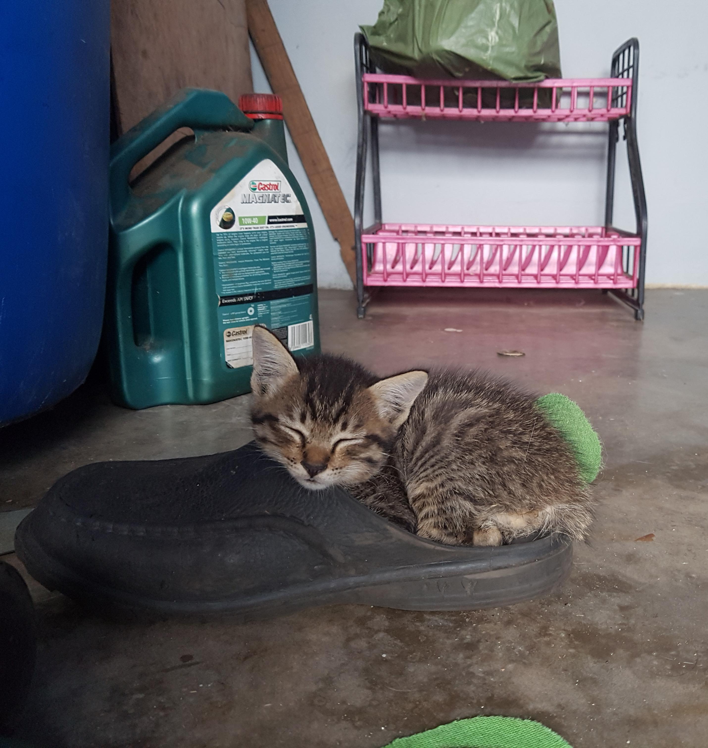 This is my bed now r/aww