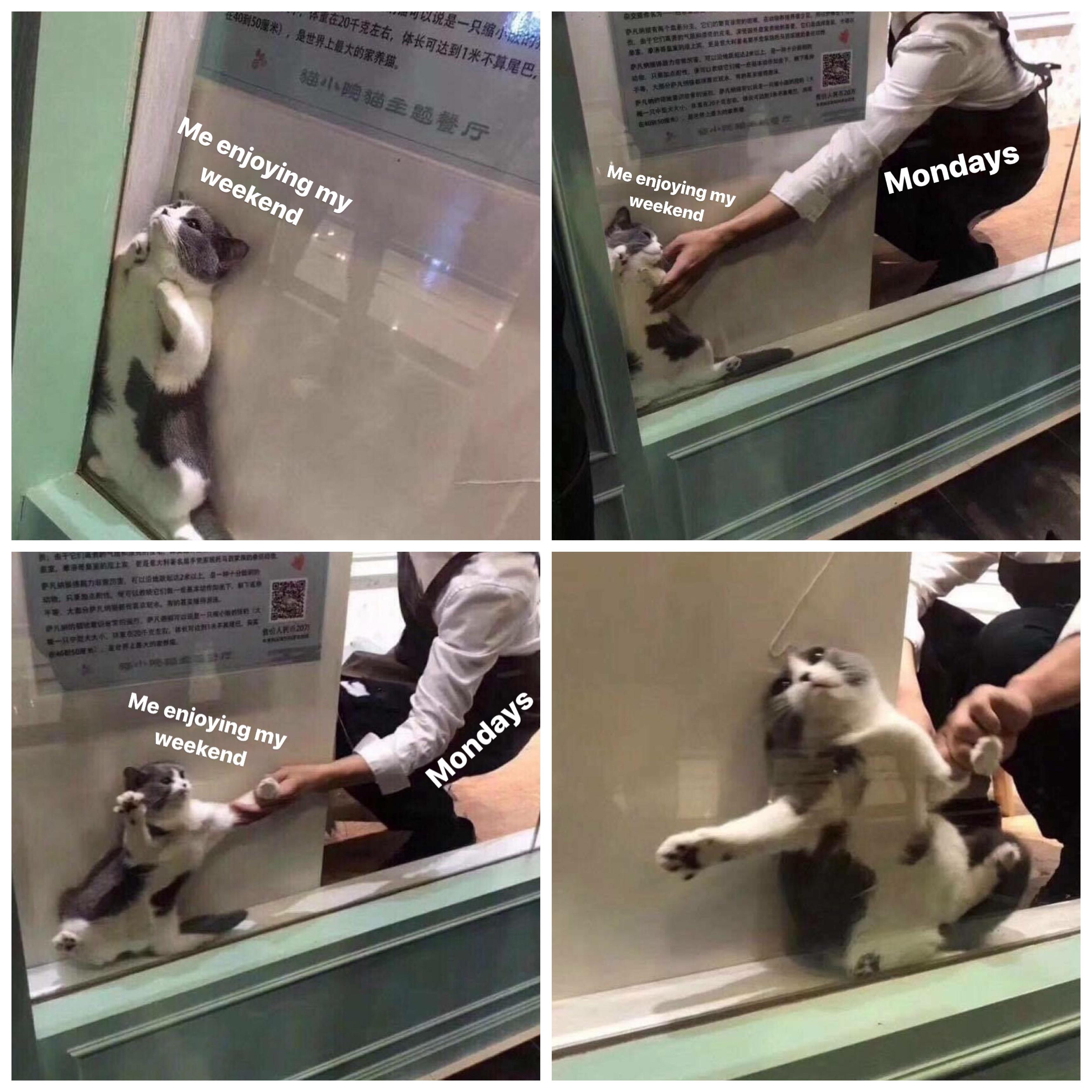 Cat being dragged out from comfy spot r/MemeTemplatesOfficial