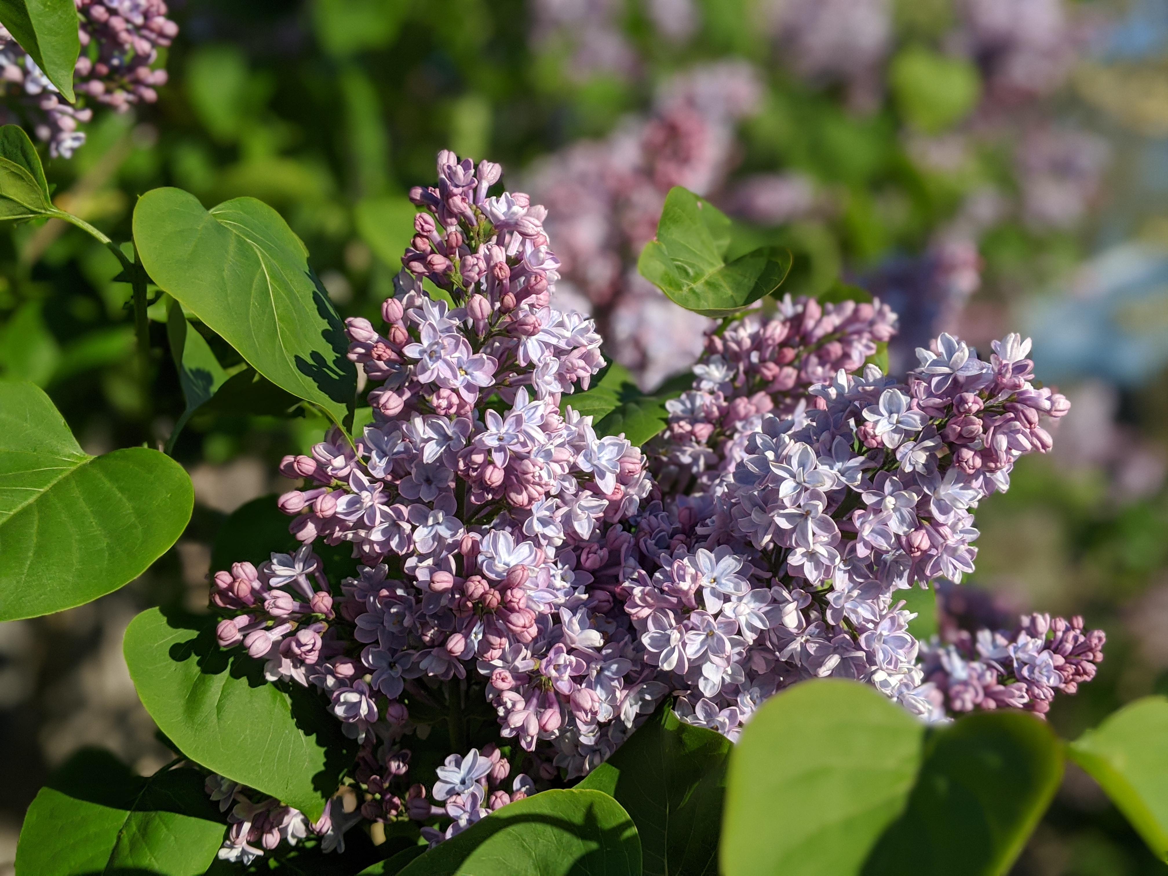 Lilac in full bloom, US zone 7A r/gardening